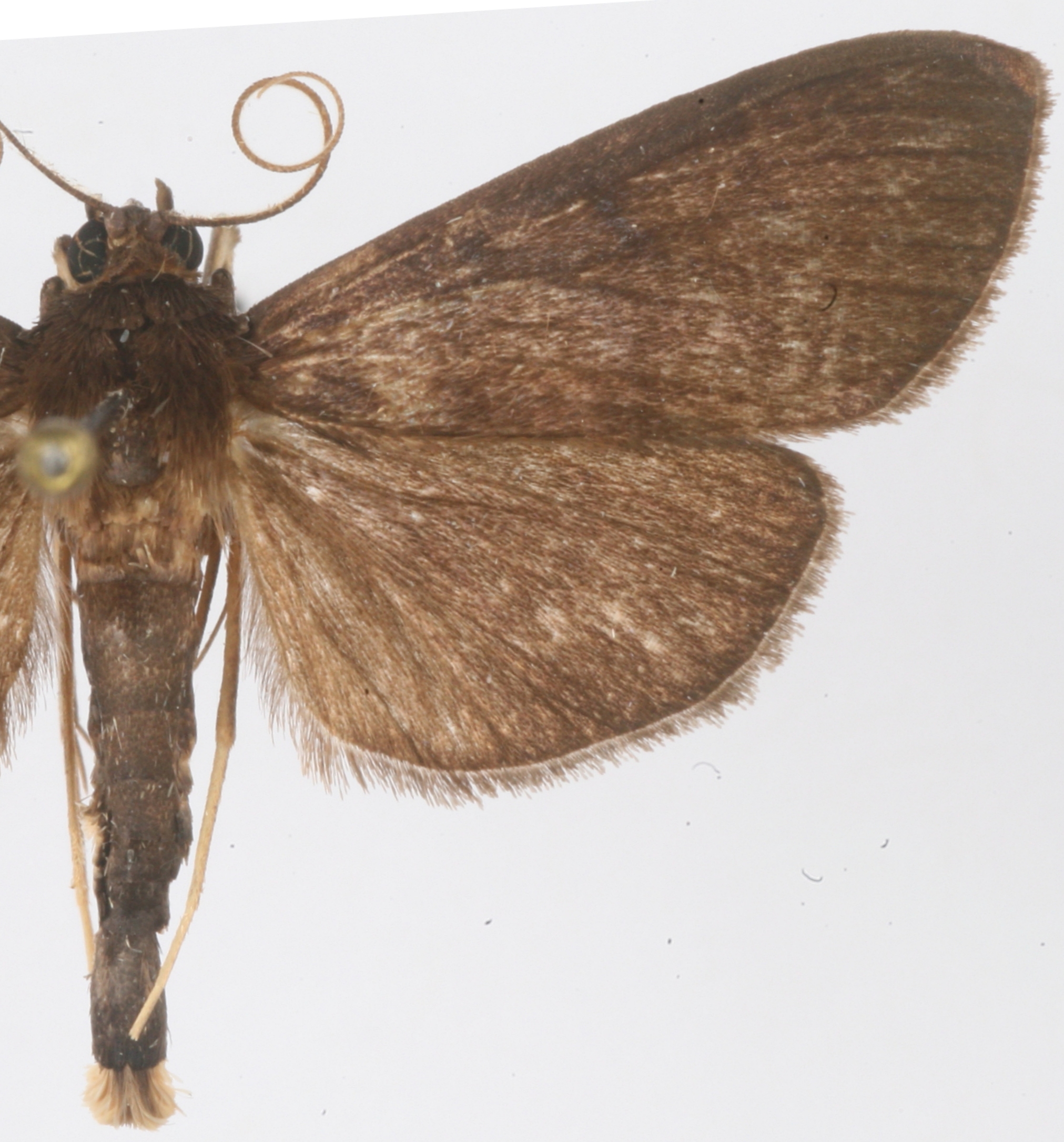 Coptobasis sp. 27