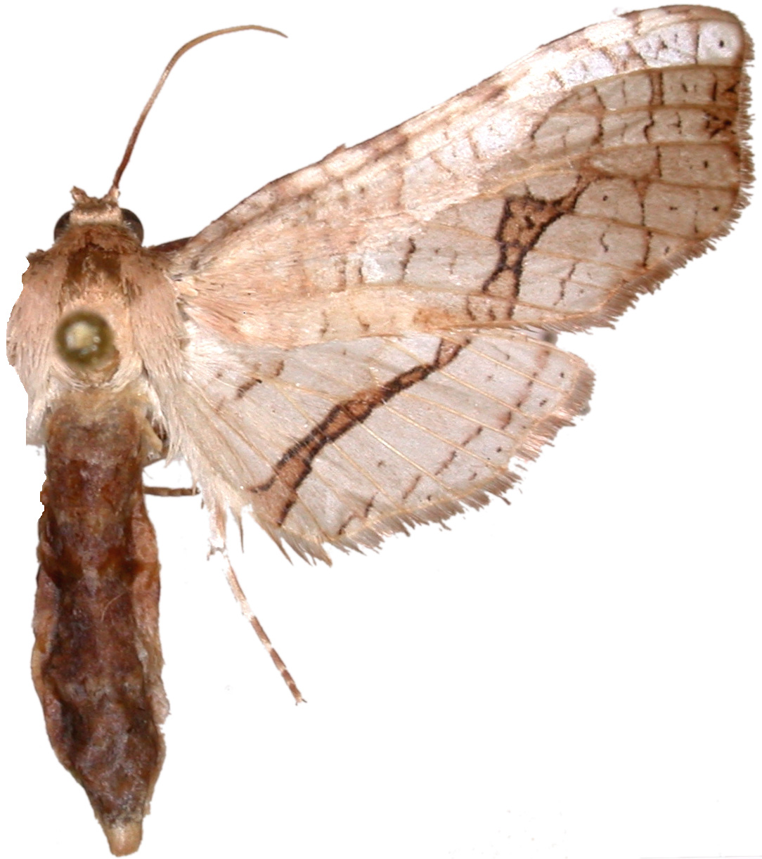 Picrostomastis curiosa Inoue specimen plate