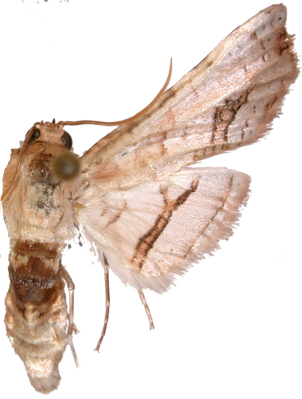 Picrostomastis curiosa Inoue