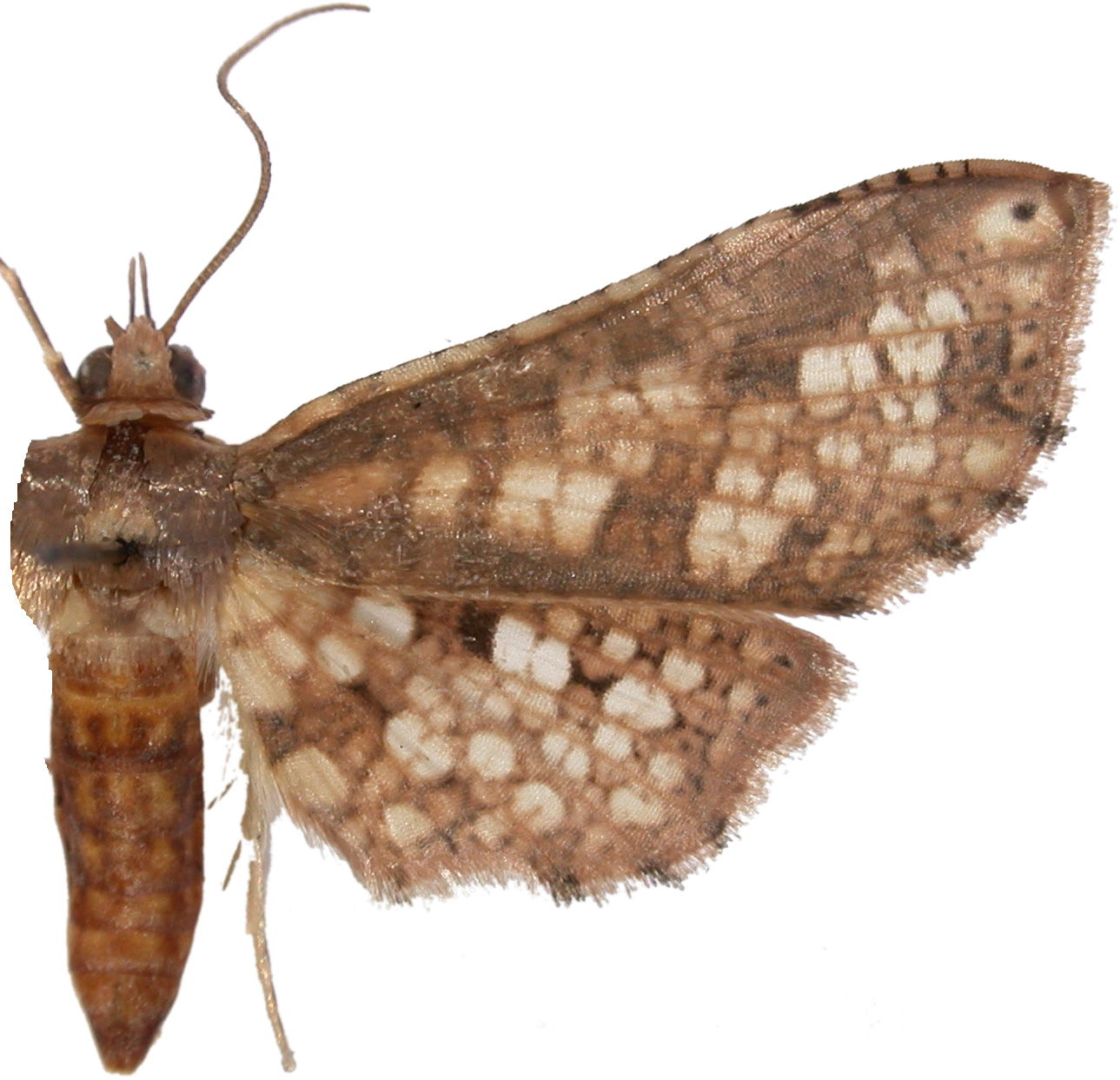 Picrostomastis inductalis Walker