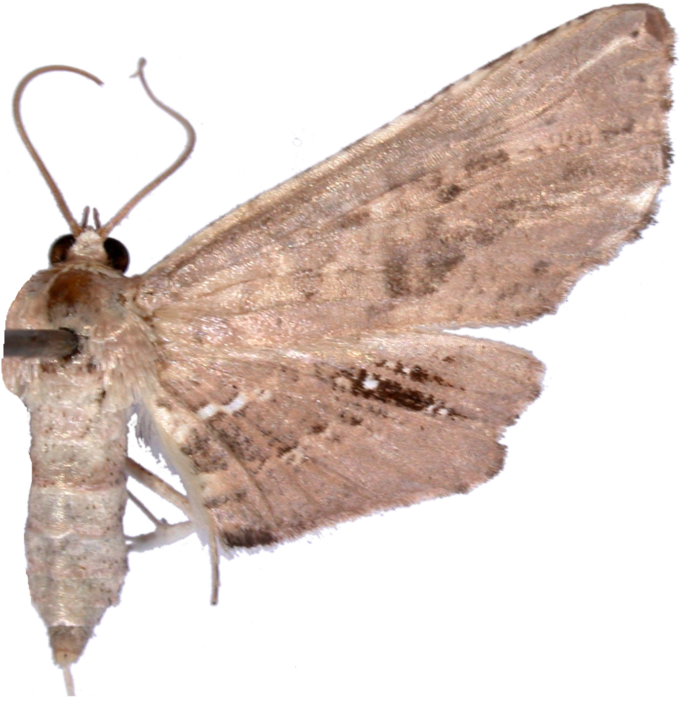 Picrostomastis marginepunctalis Leech
