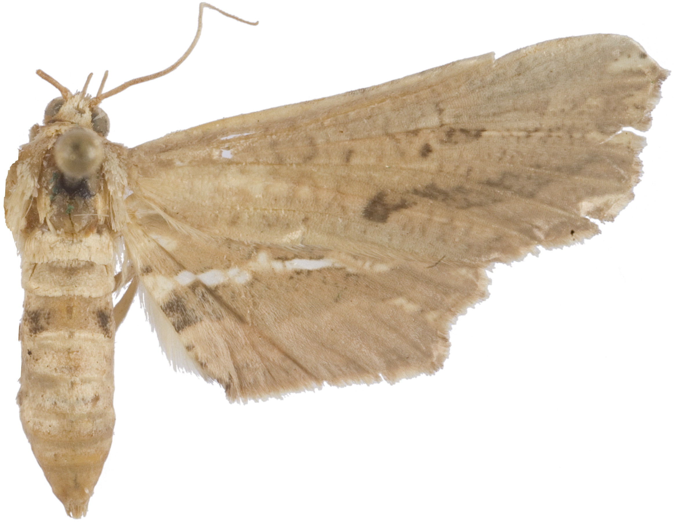 Picrostomastis quadrovata Warren