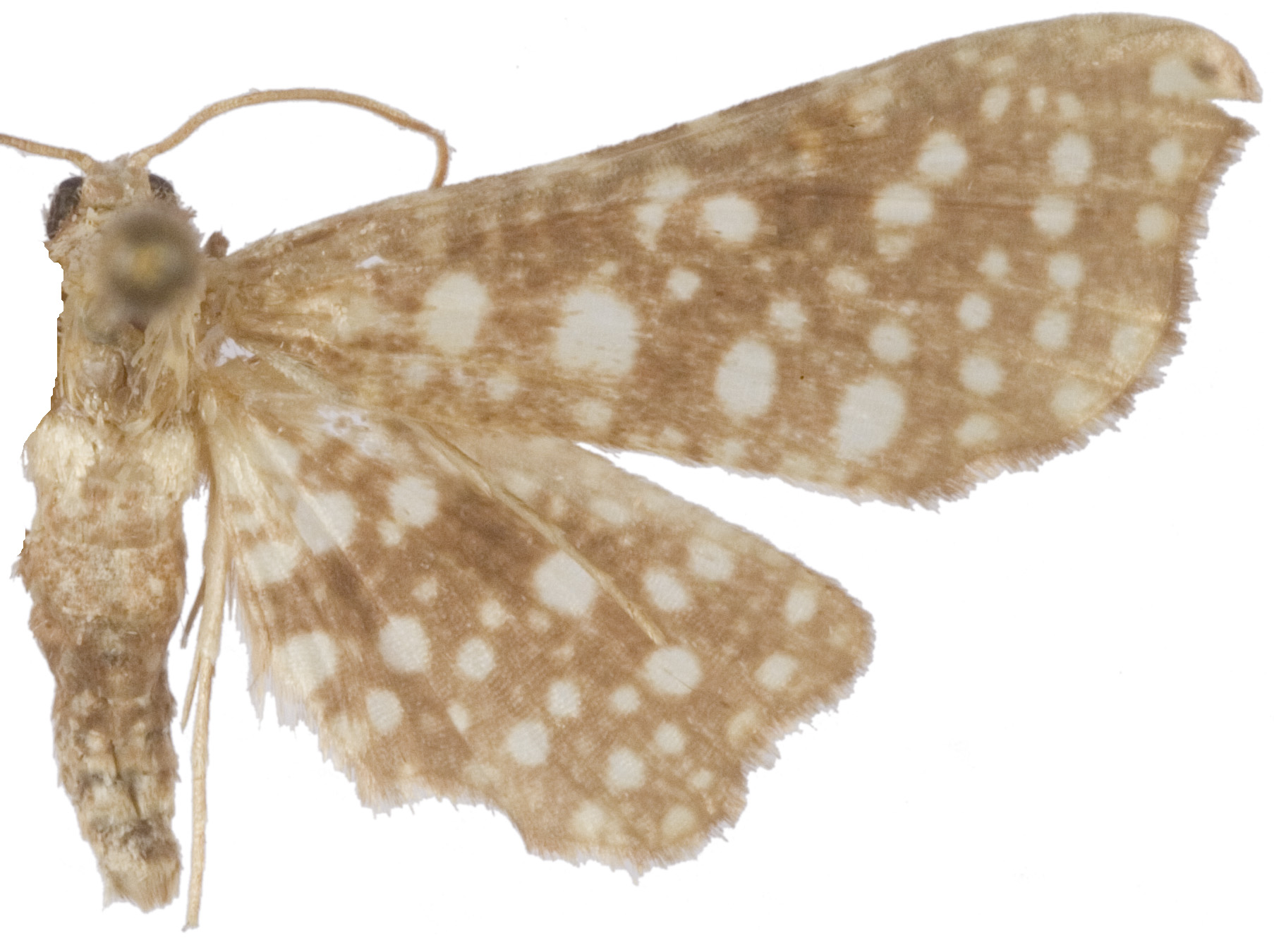 Picrostomastis sp. 1