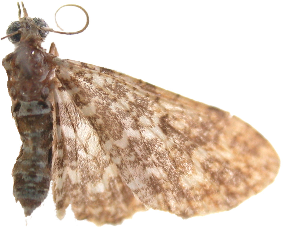 Picrostomastis sp. 2