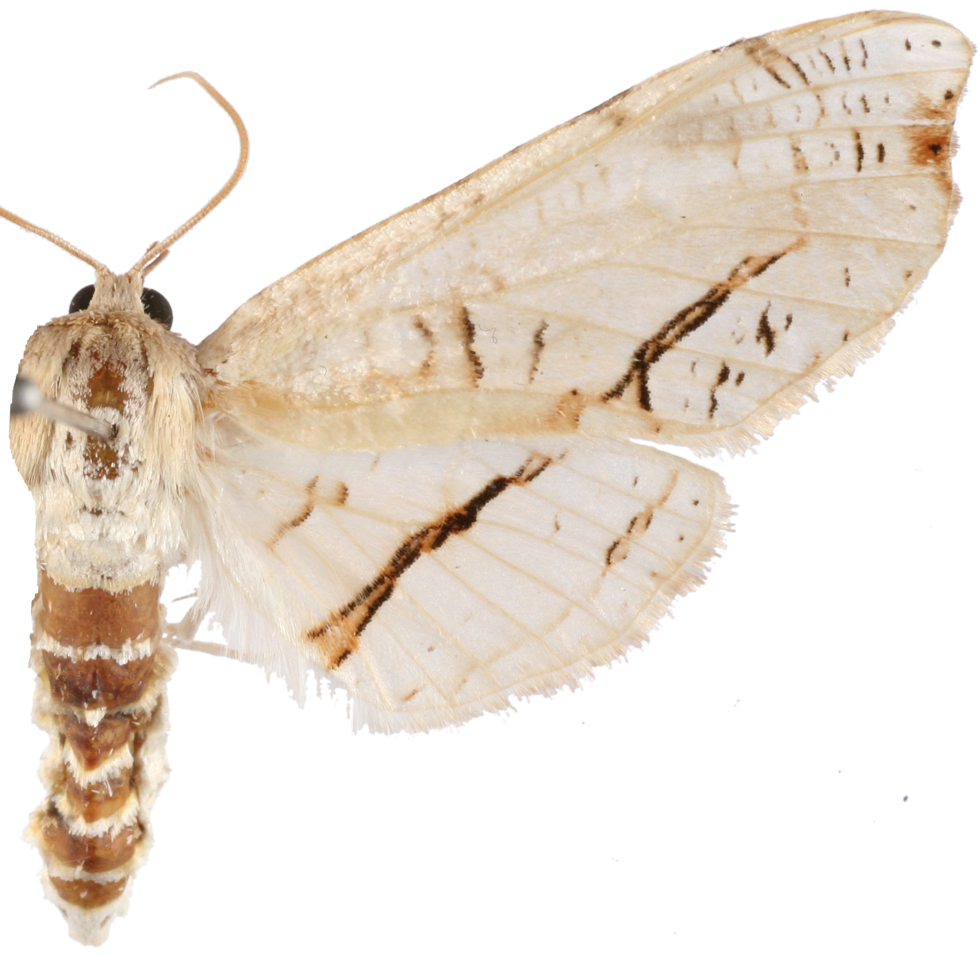 Picrostomastis sp. 3