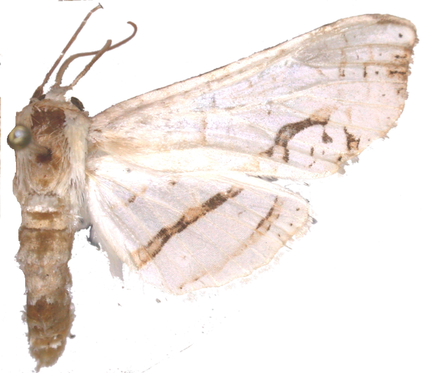 Picrostomastis sp. 4