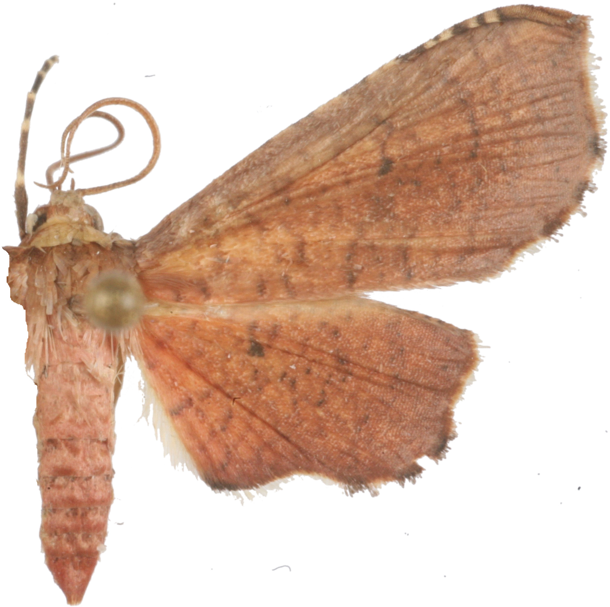 Picrostomastis subrosealis Leech