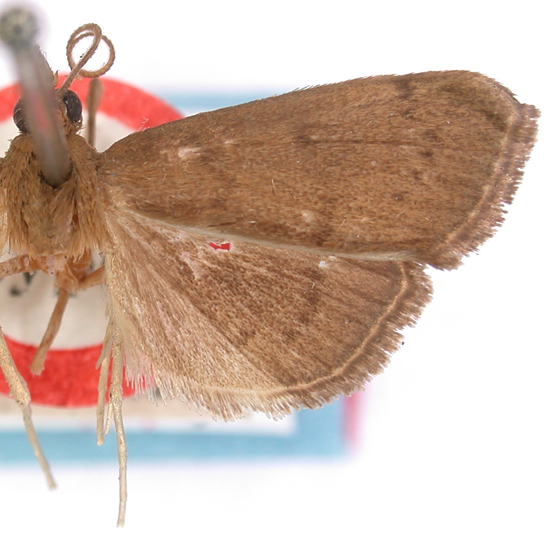 Placosaris perakalis Munroe & Muutura