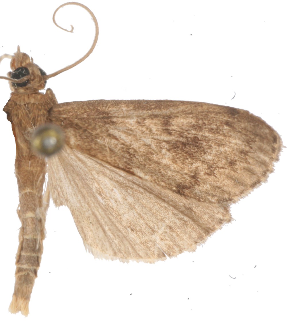 Placosaris sp. 1