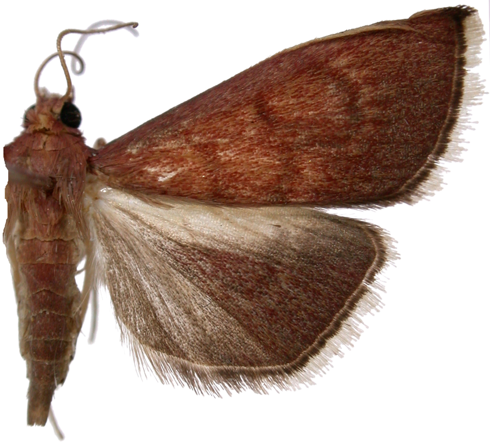Placosaris sp. 2