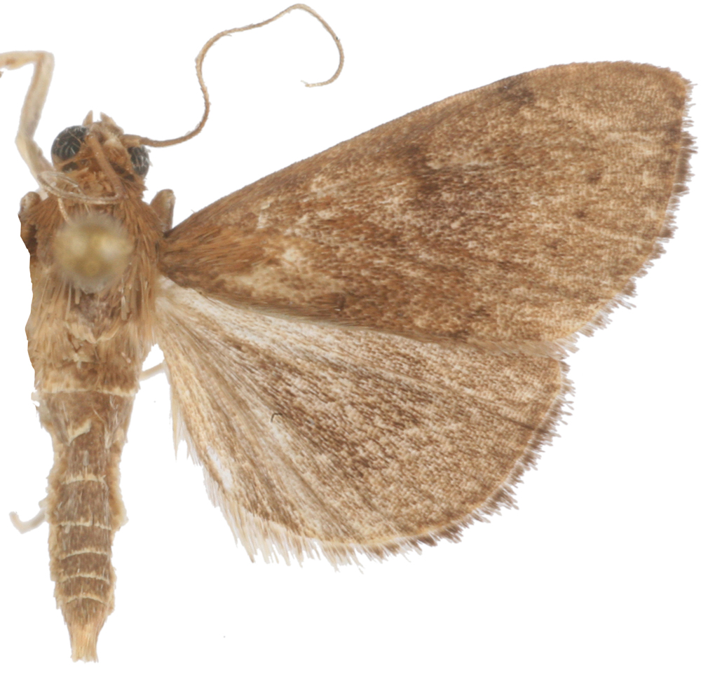 Placosaris sp. 3