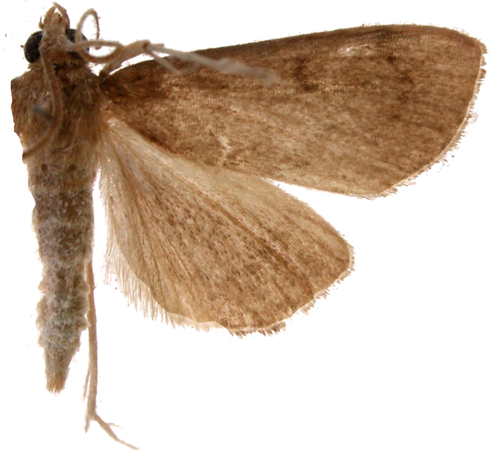 Placosaris sp. 4