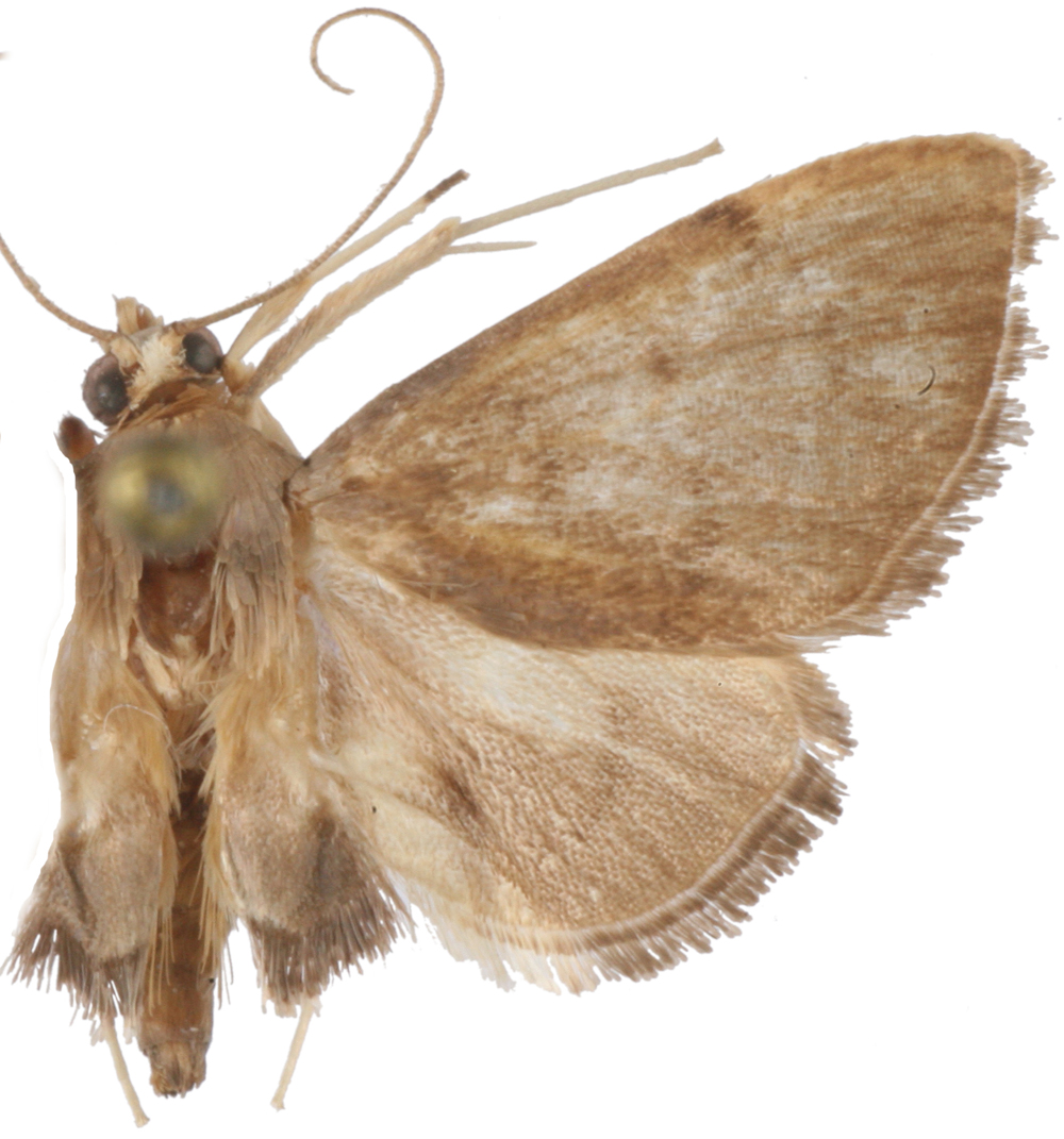Placosaris sp. 5