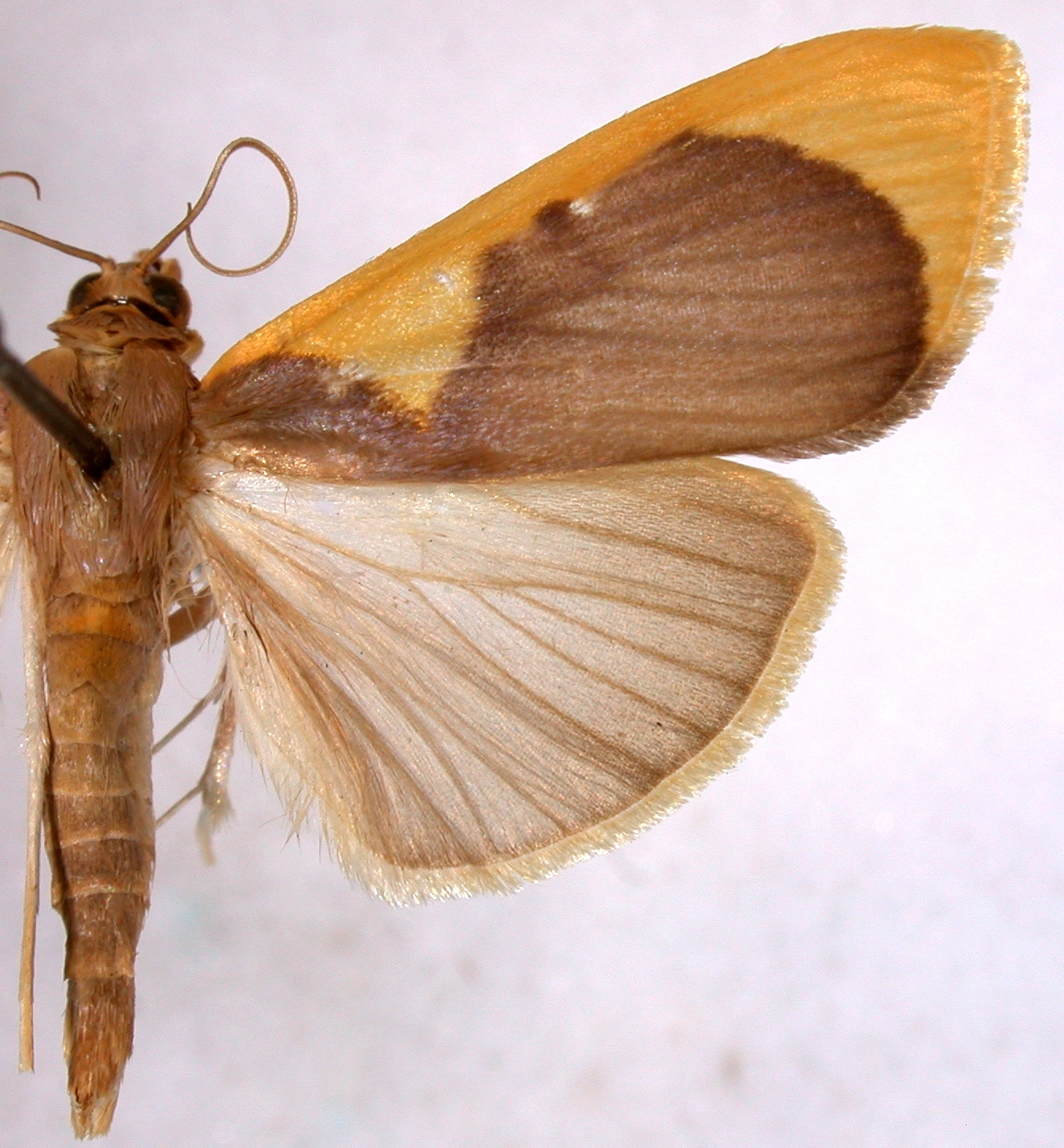 Prooedema inscisalis Walker