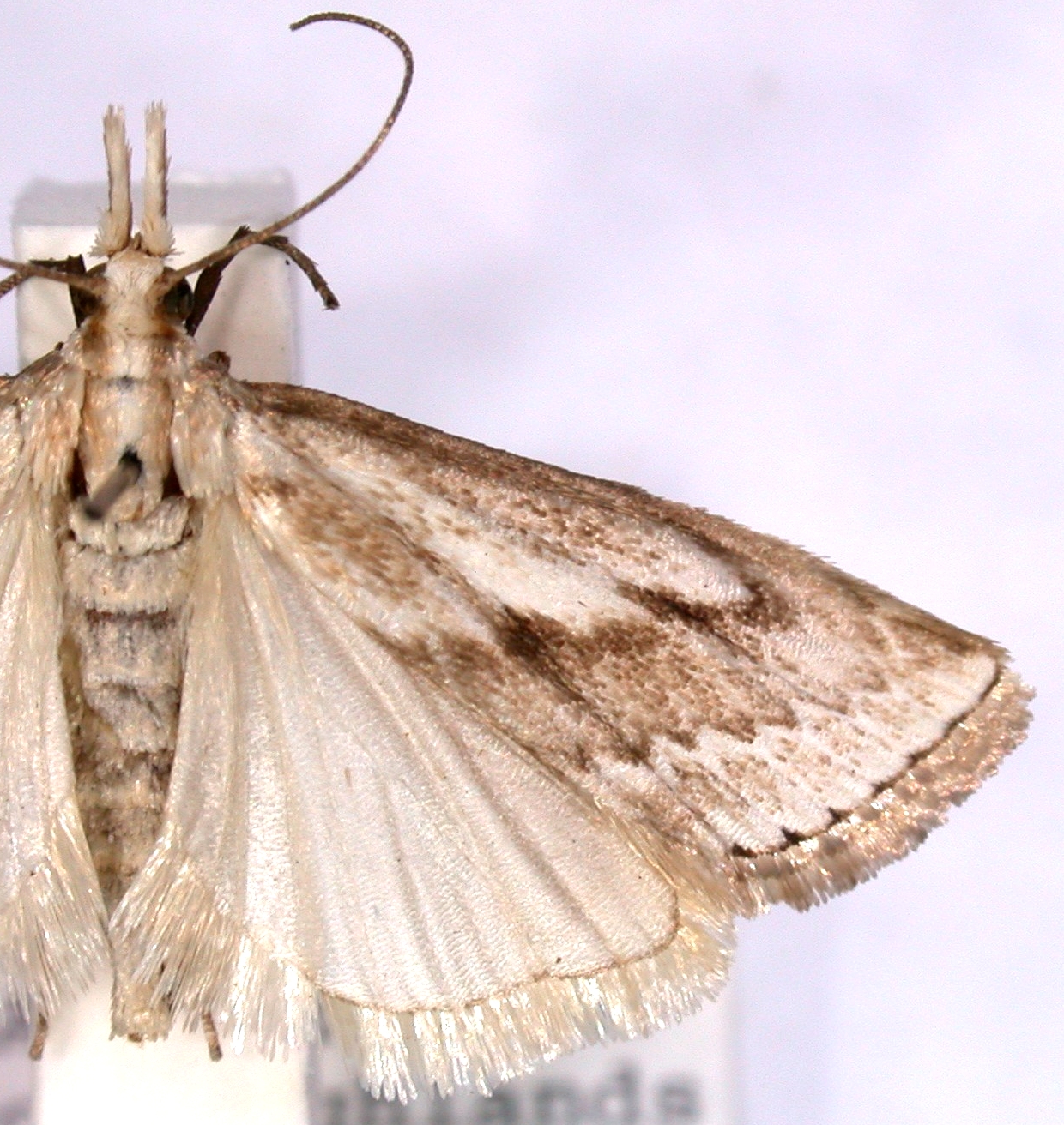 Pseudargyria sp. 1
