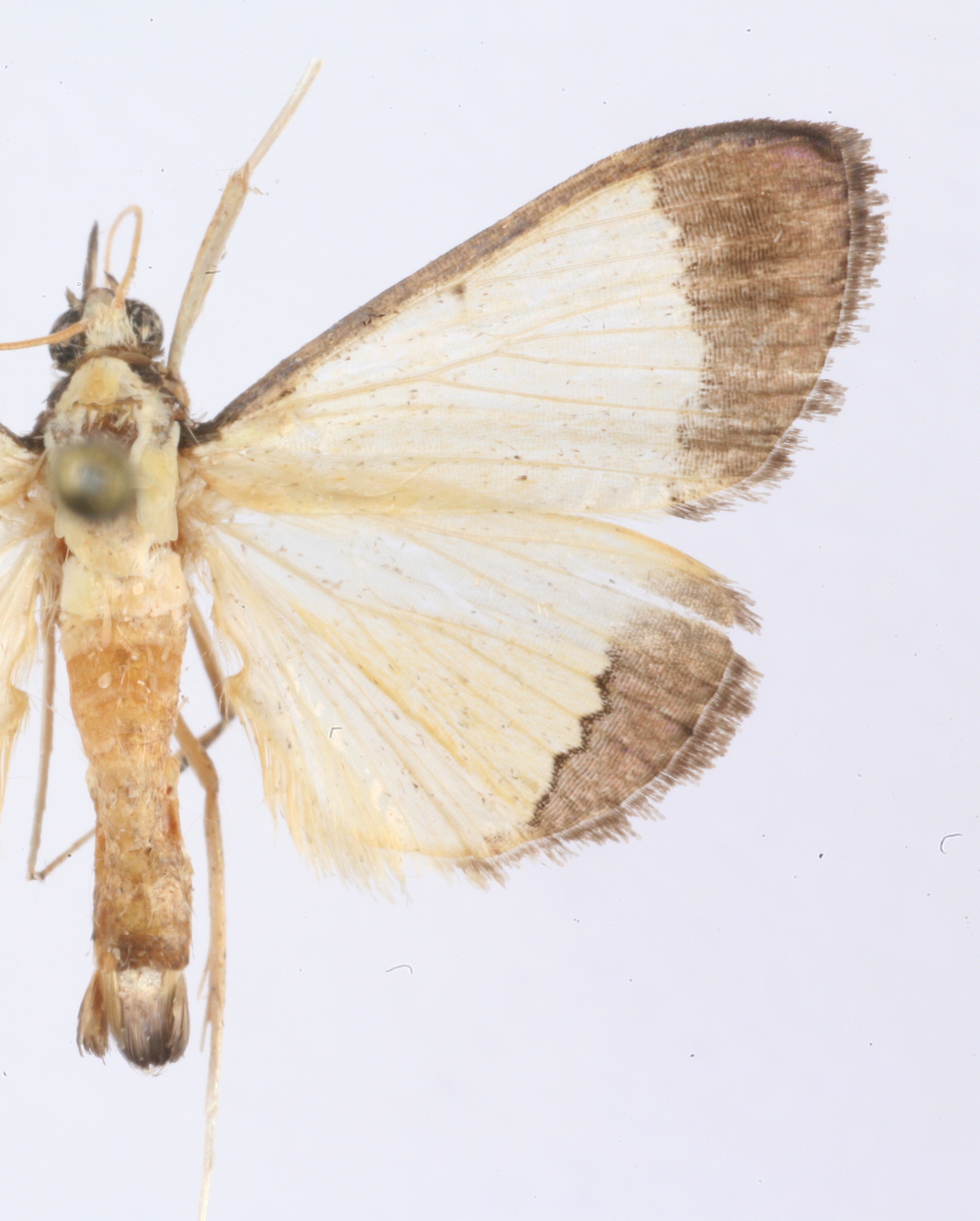 Niphostola micans Hampson