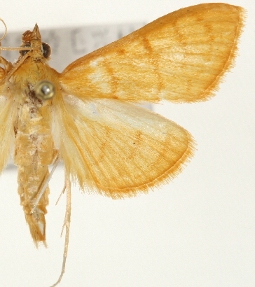 Pseudopagyda ingentalis Caradja