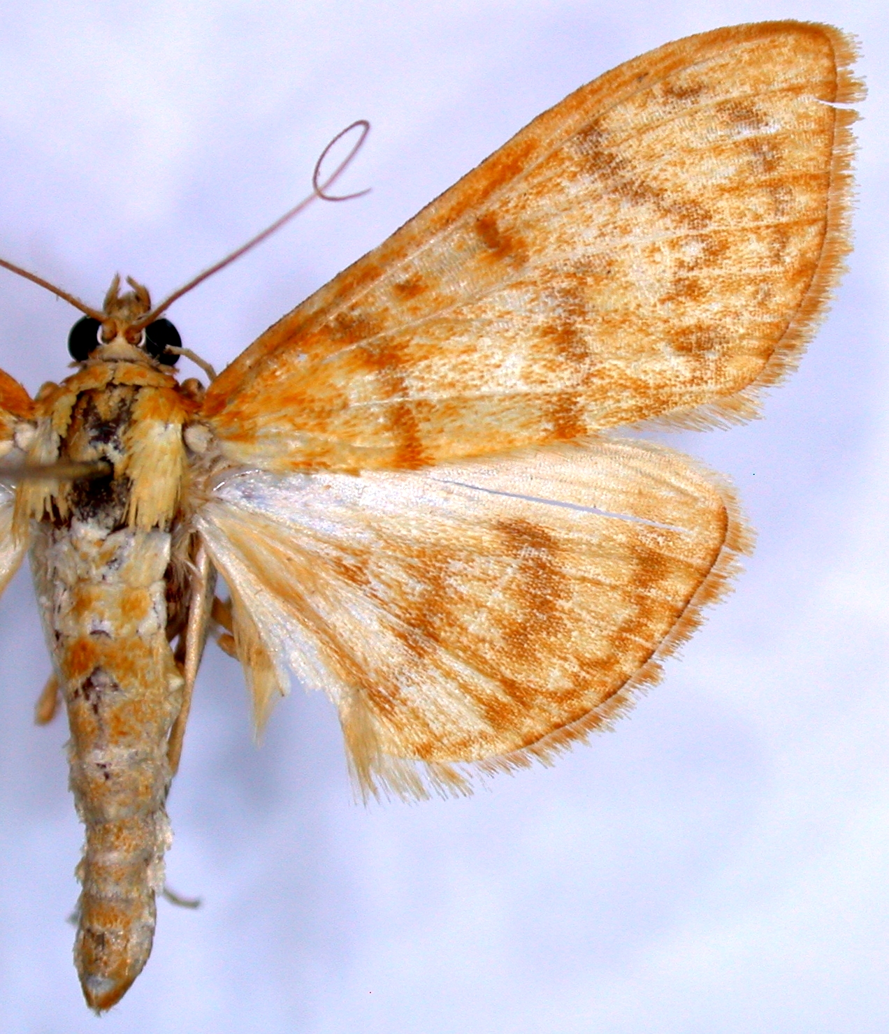 Pseudopagyda sp. 1