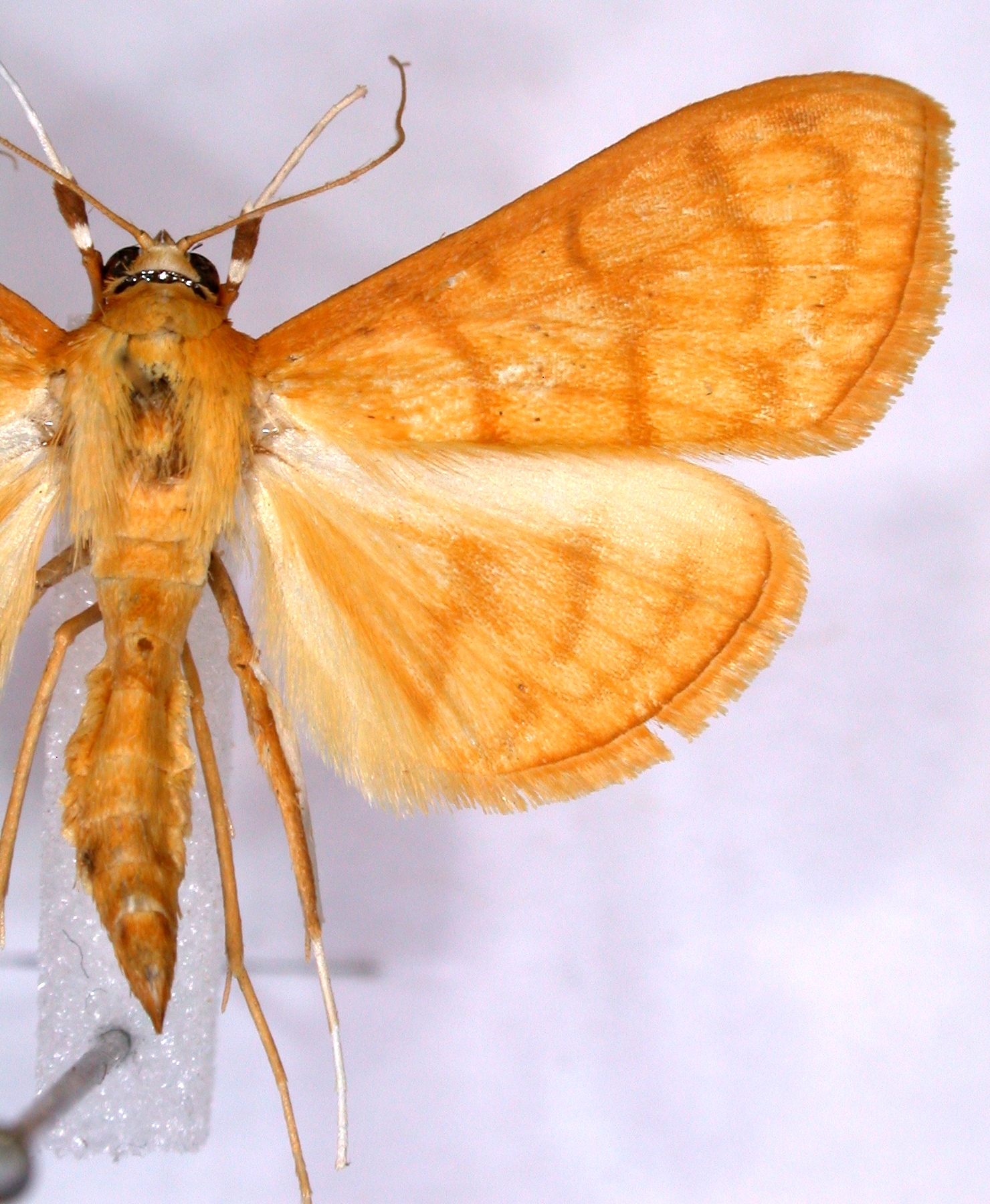 Pseudopagyda sp. 2