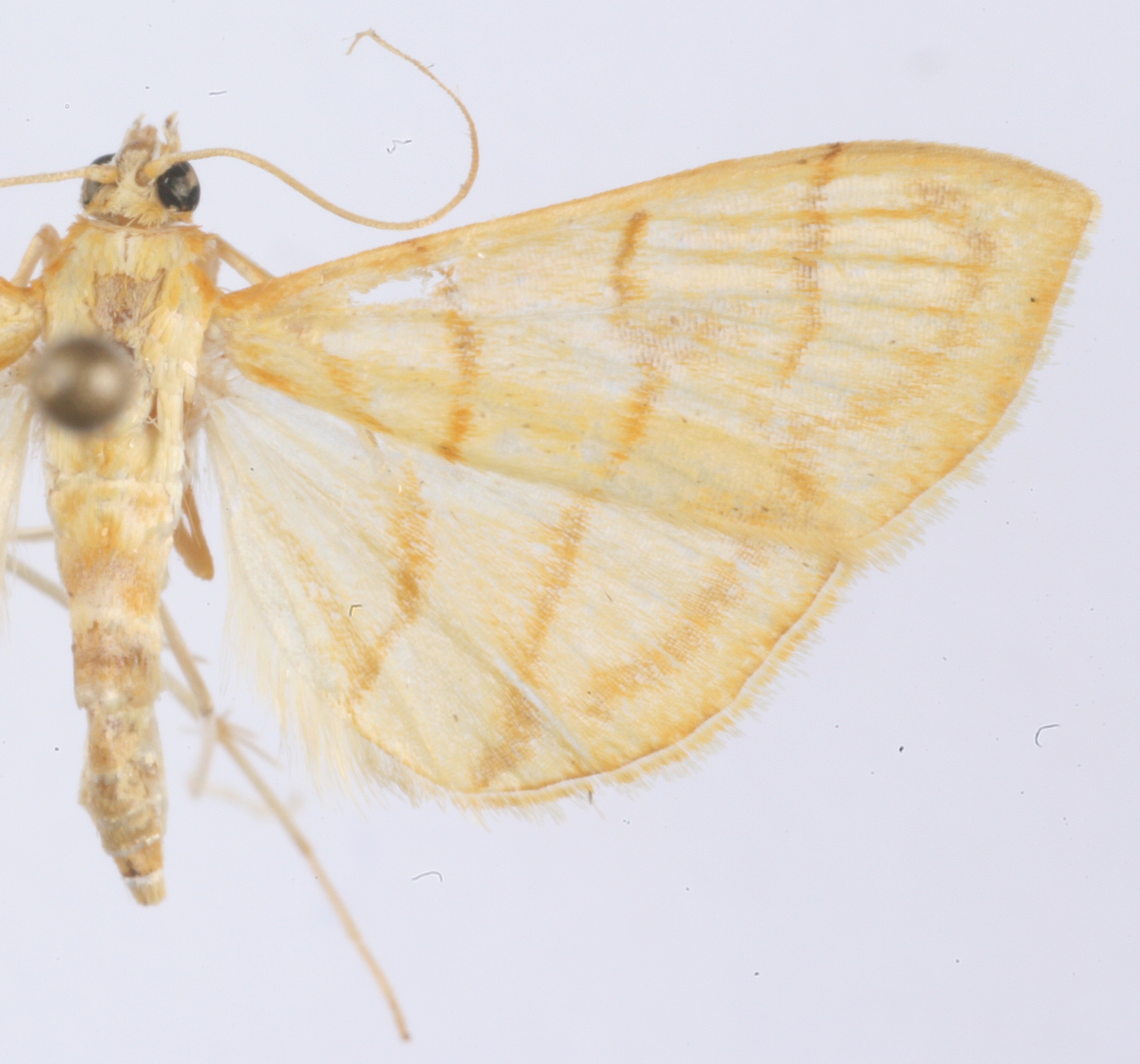 Pseudopagyda sp. 3