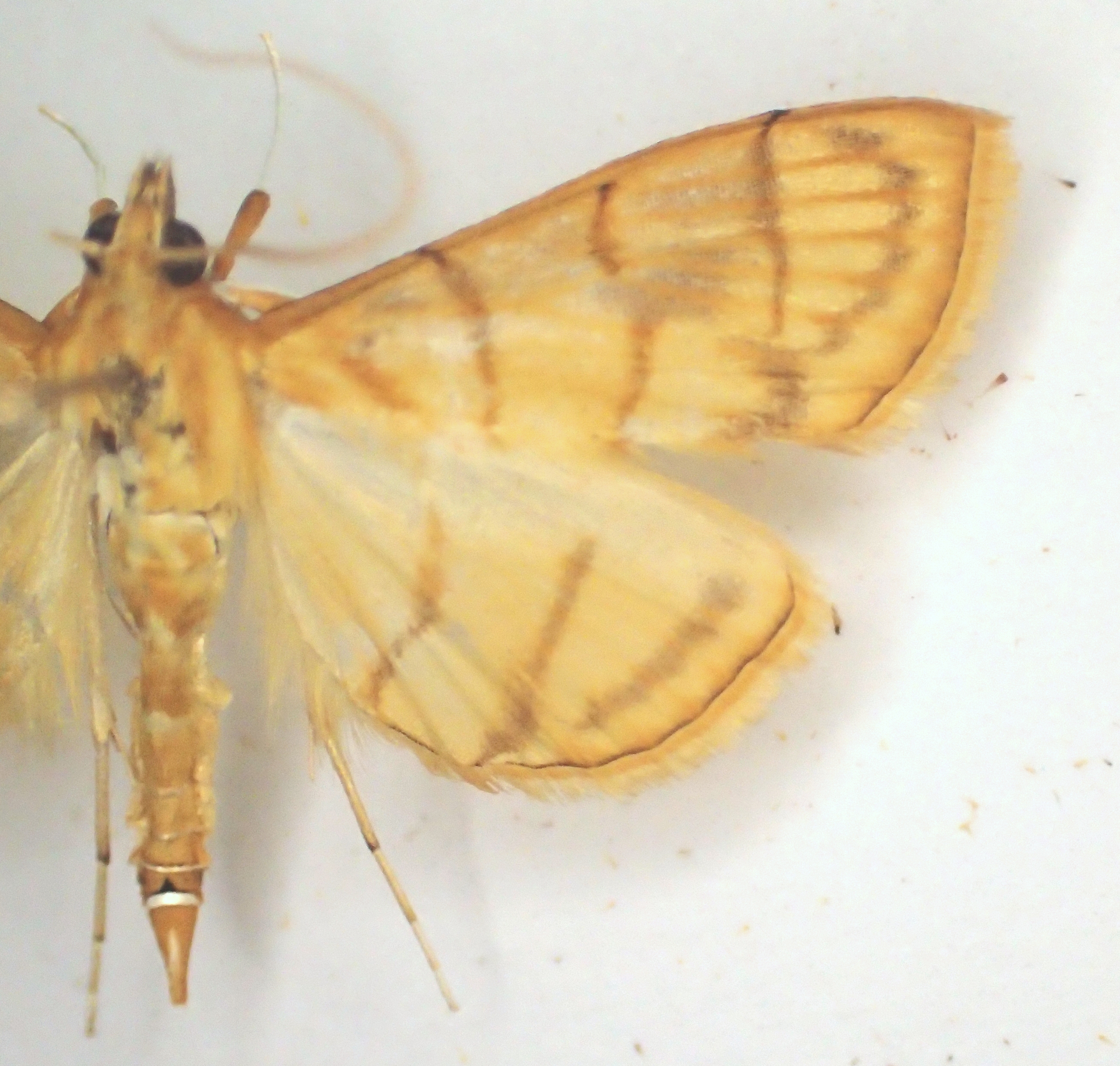Pseudopagyda sp. 4