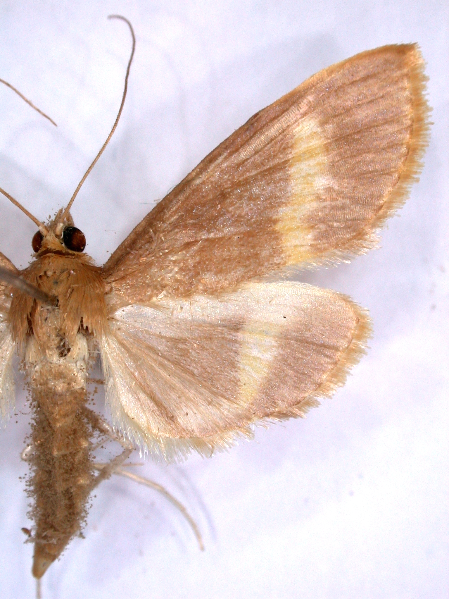 Pyrausta sp. 6