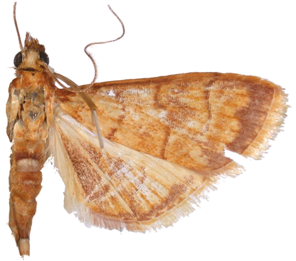 Pyrausta sp. 1