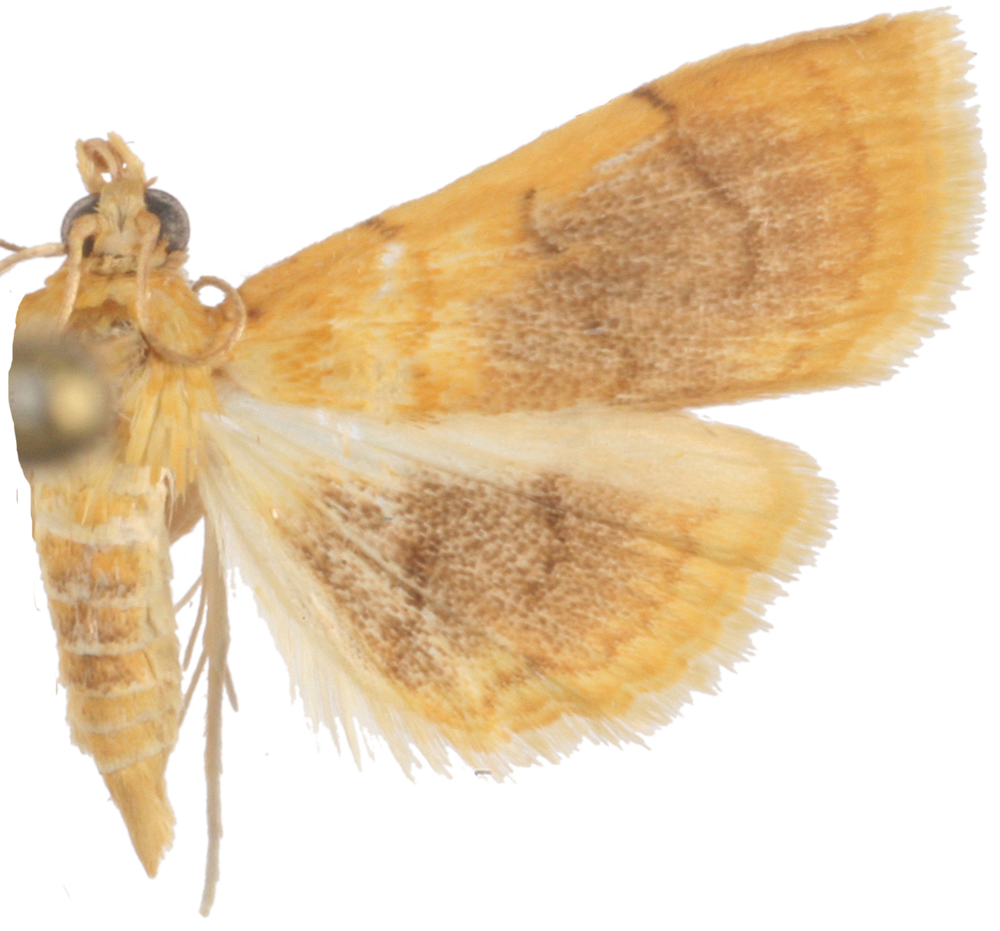 Pyrausta sp. 2