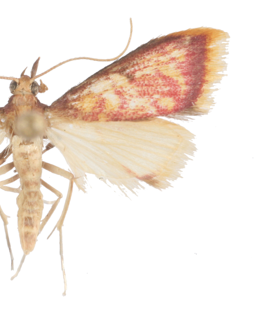 Pyrausta sp. 3