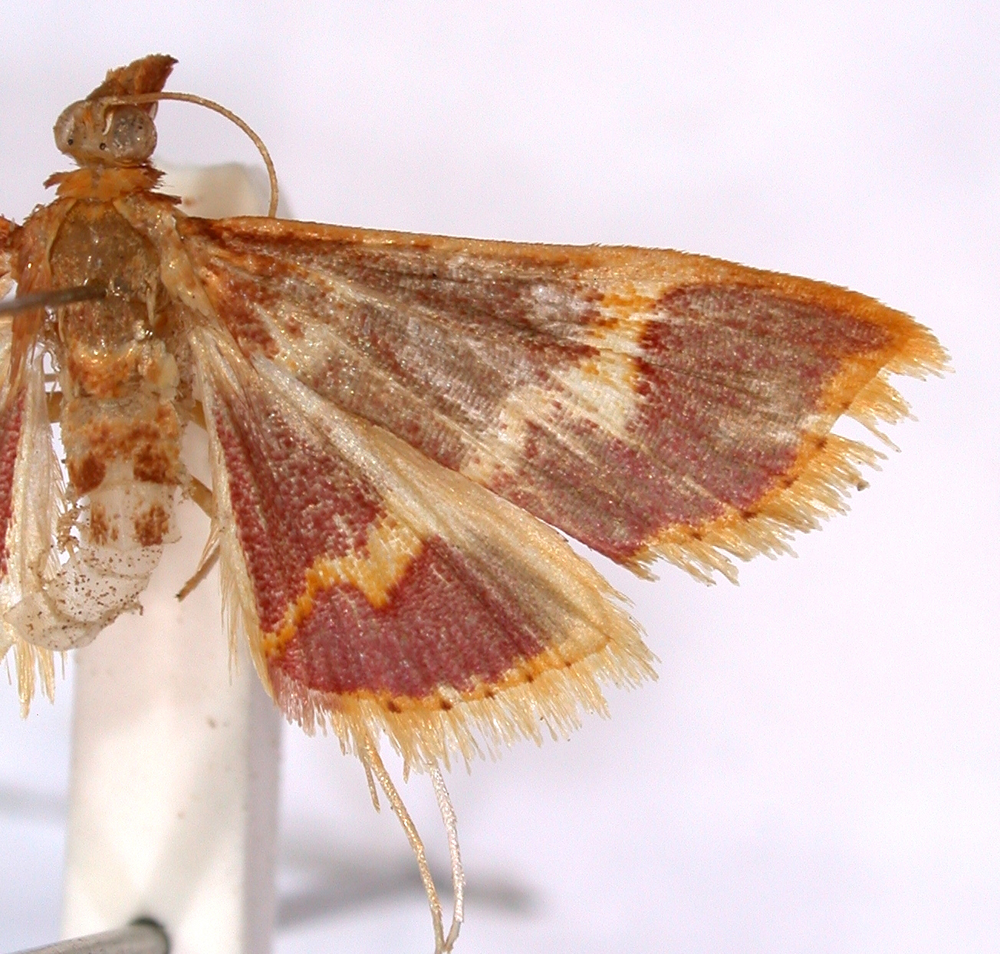 Pyrausta sp. 4