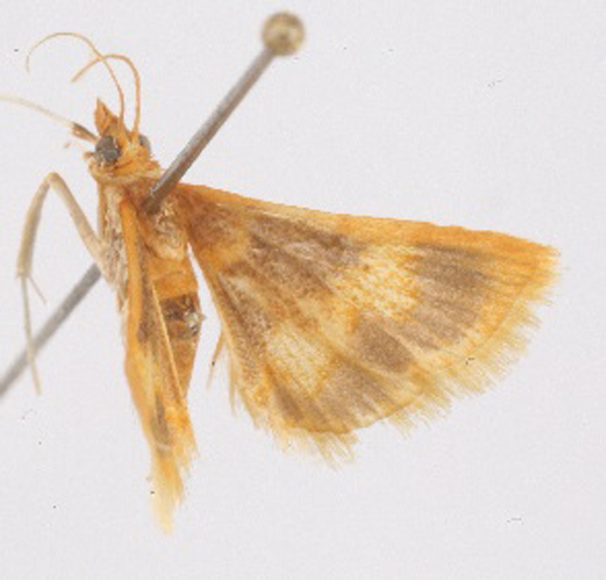 Pyrausta sp. 5