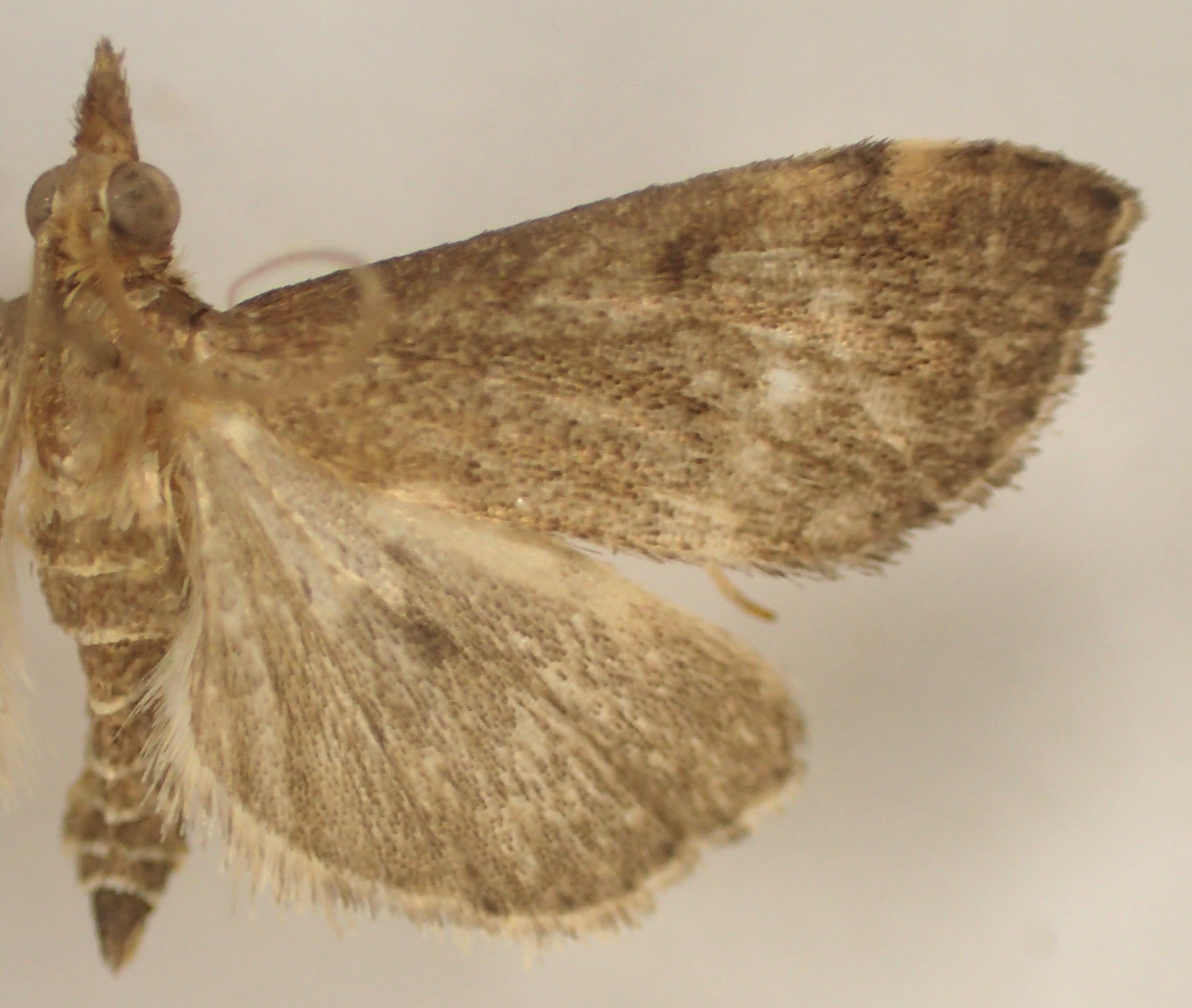 Unknown-pyraustinae sp. 1