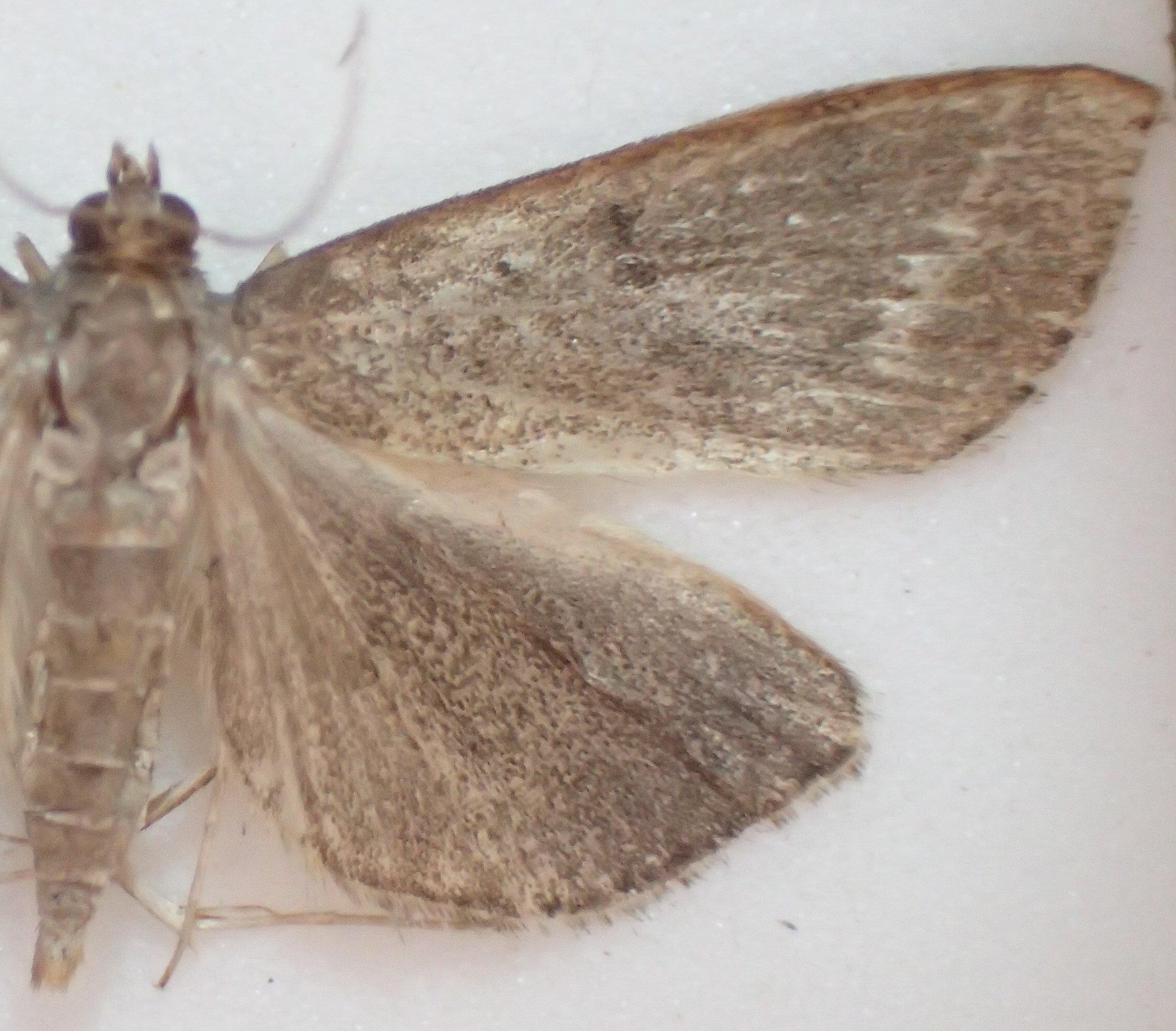 Unknown-pyraustinae sp. 2