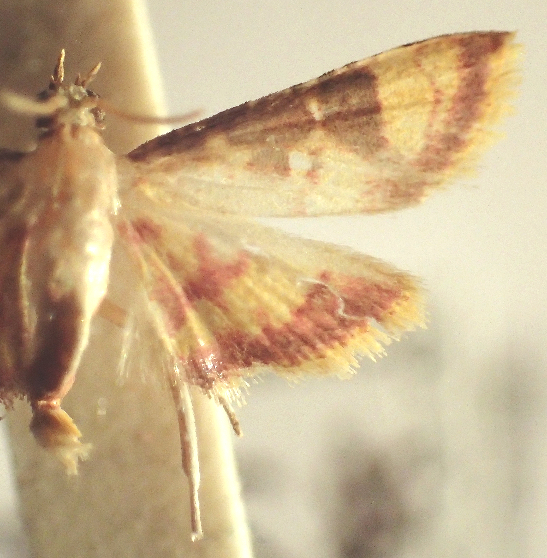 "Paratalanta" rosea Warren