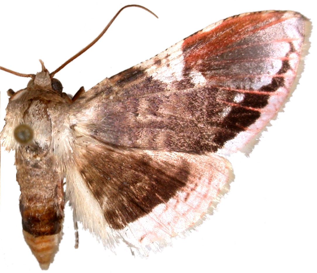 Rhodoneura acaciusalis Walker
