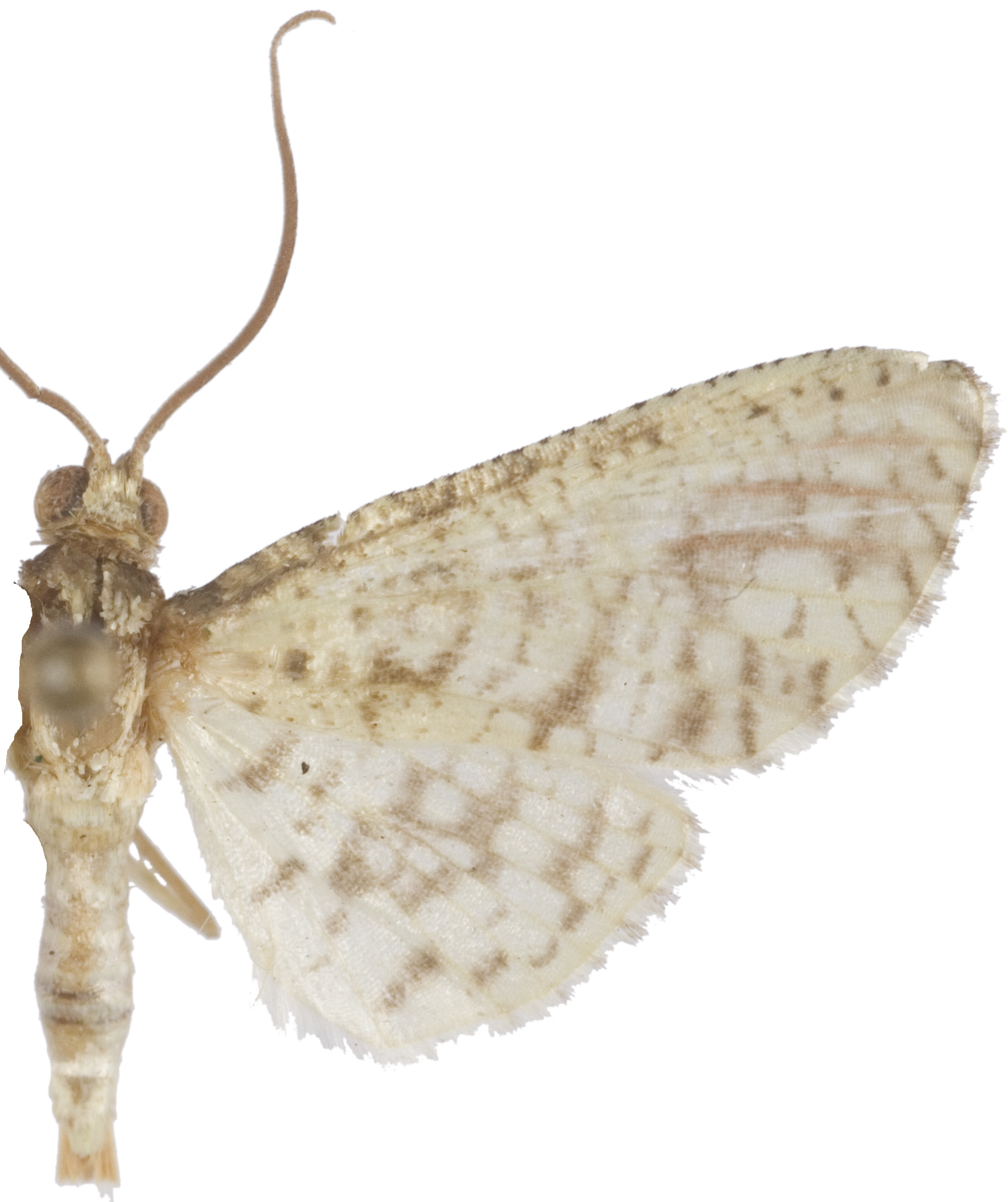 Rhodoneura citrina Hampson