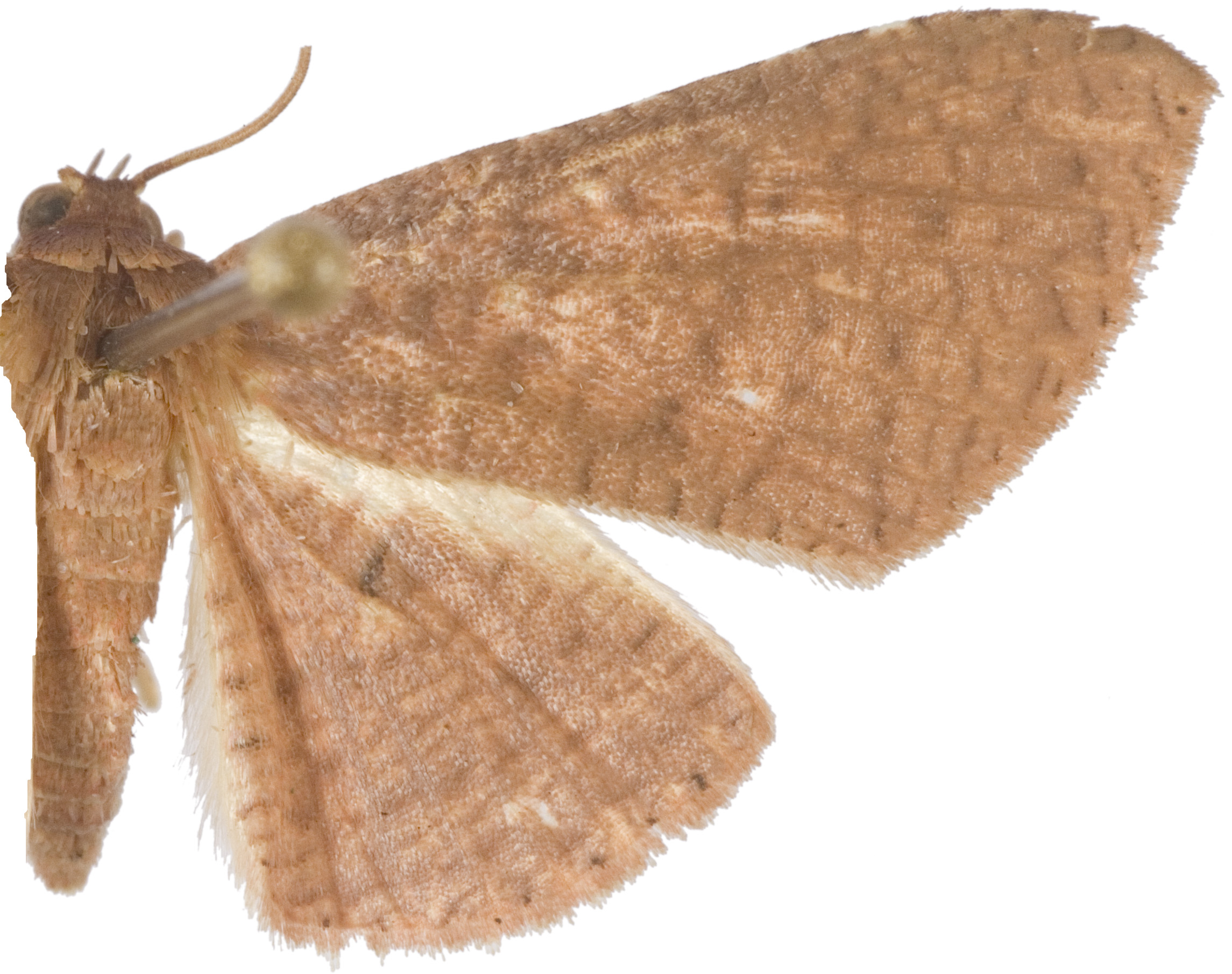 Rhodoneura plinthocroa West