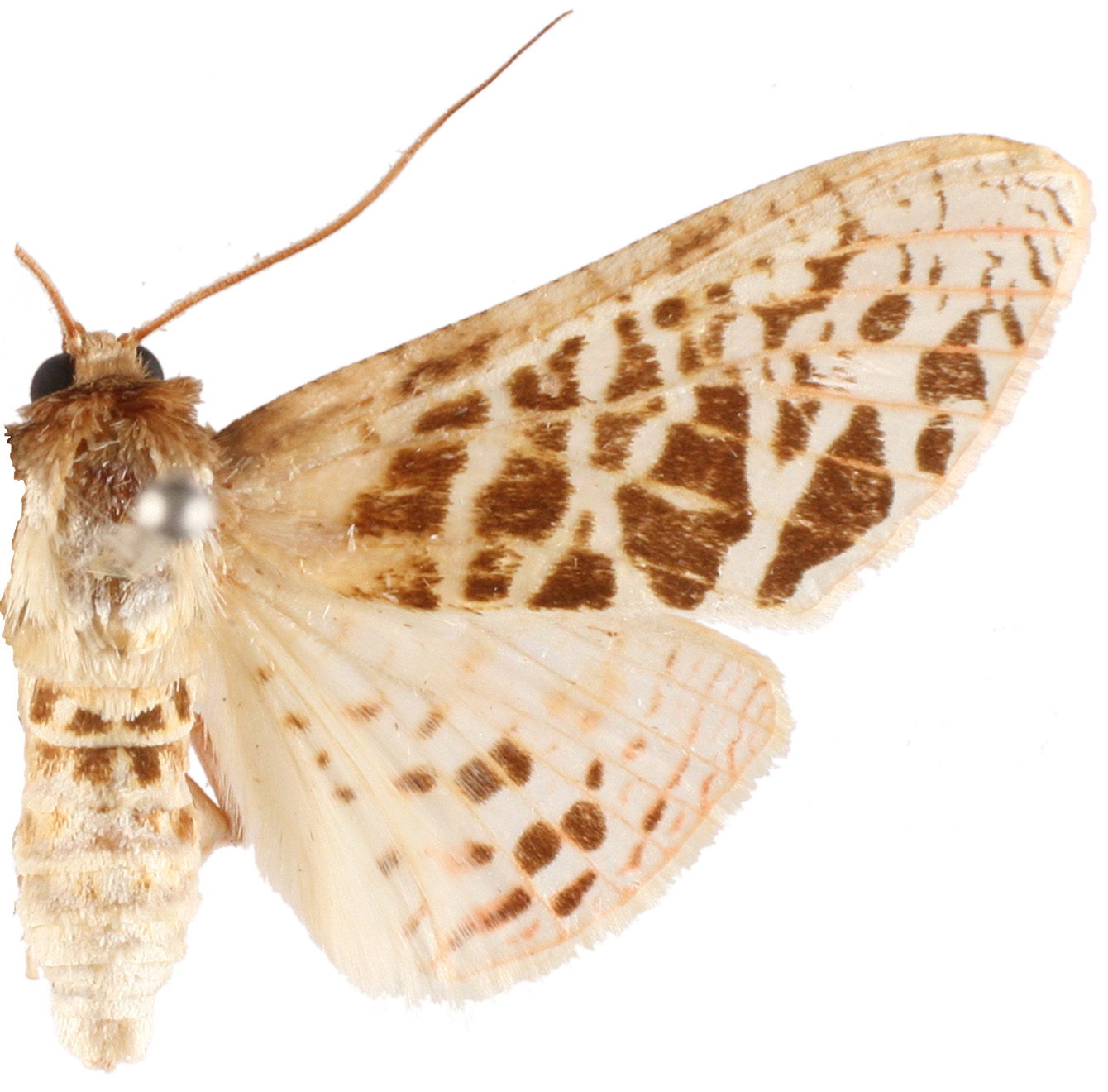 Rhodoneura pudicula Guenee