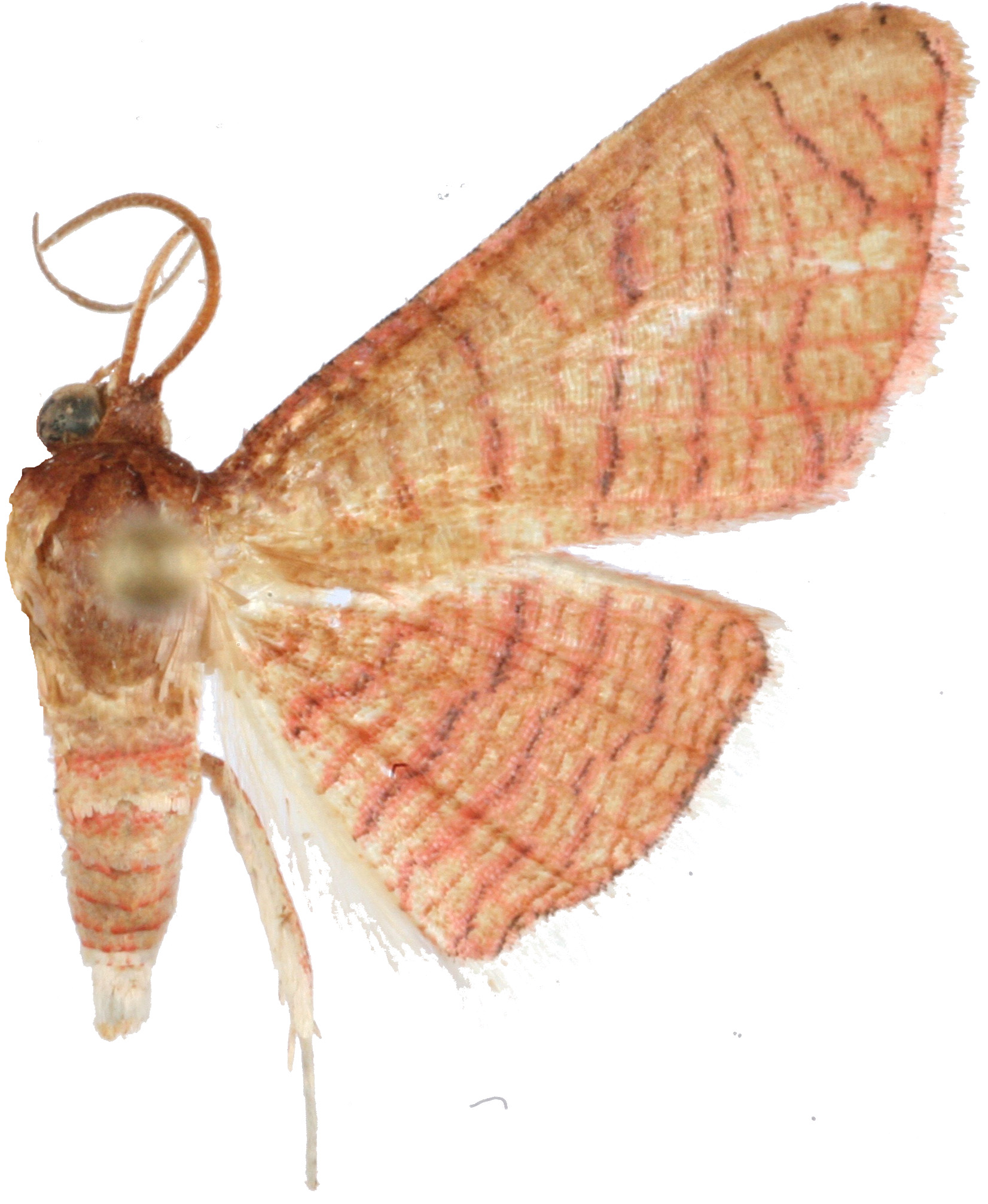 Rhodoneura ritteri Pagenstecher