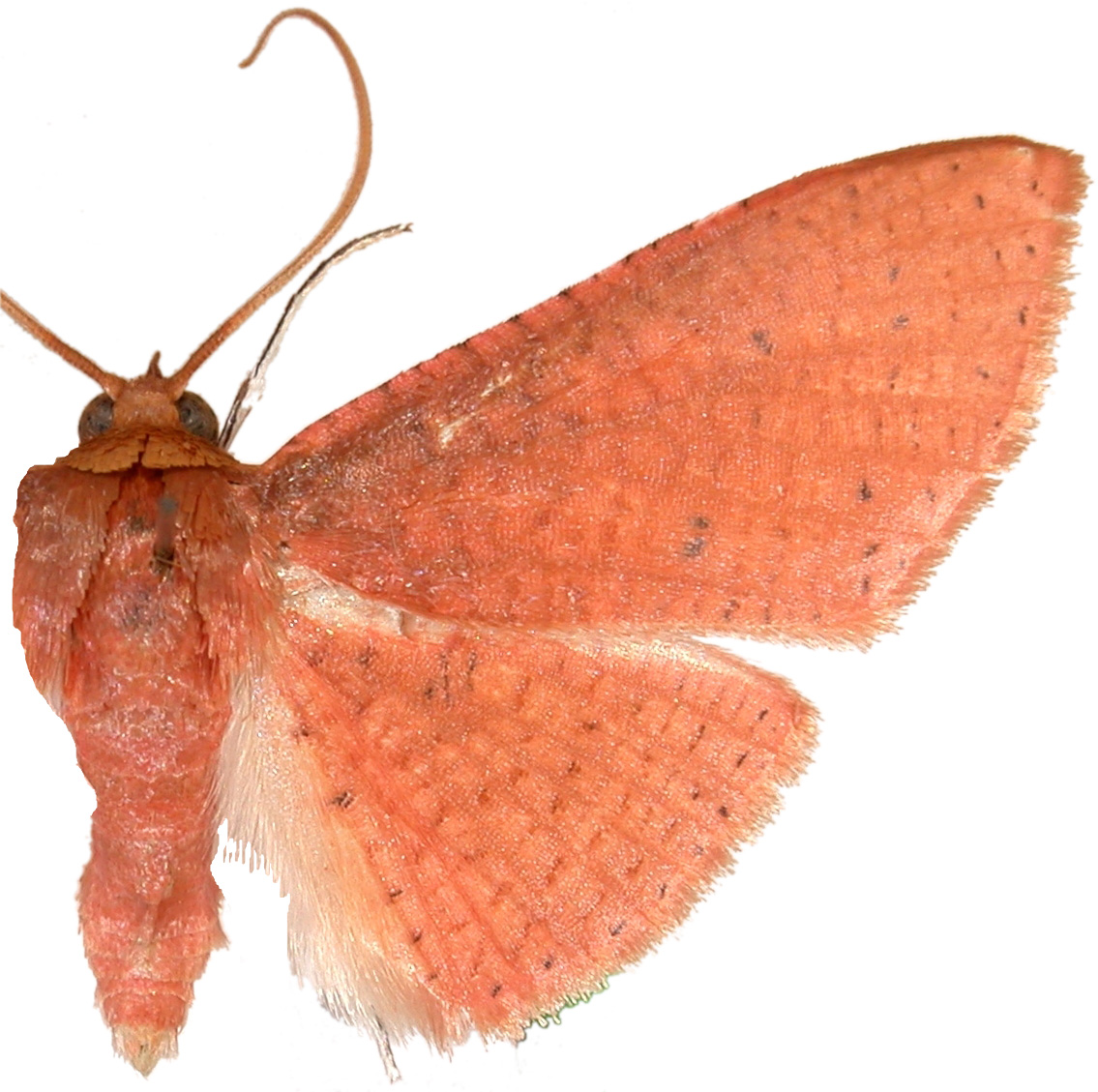 Rhodoneura salmo Warren