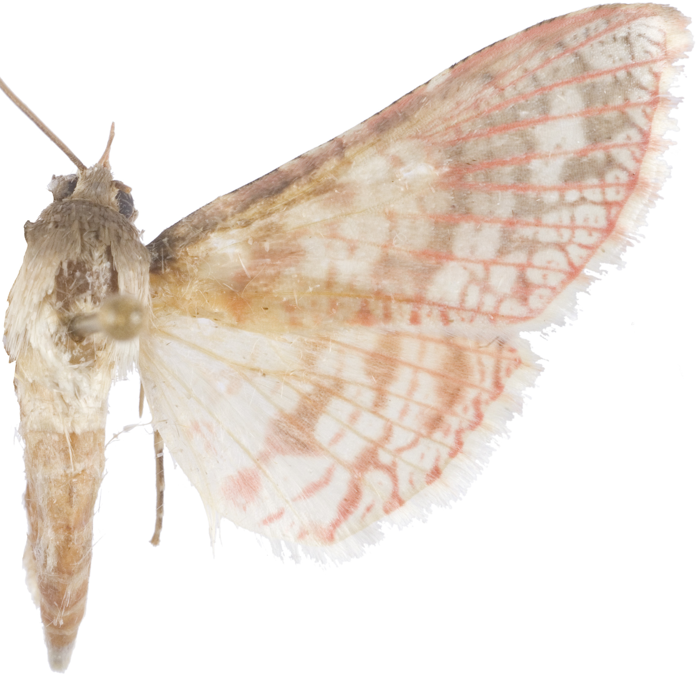 Rhodoneura sp. 1