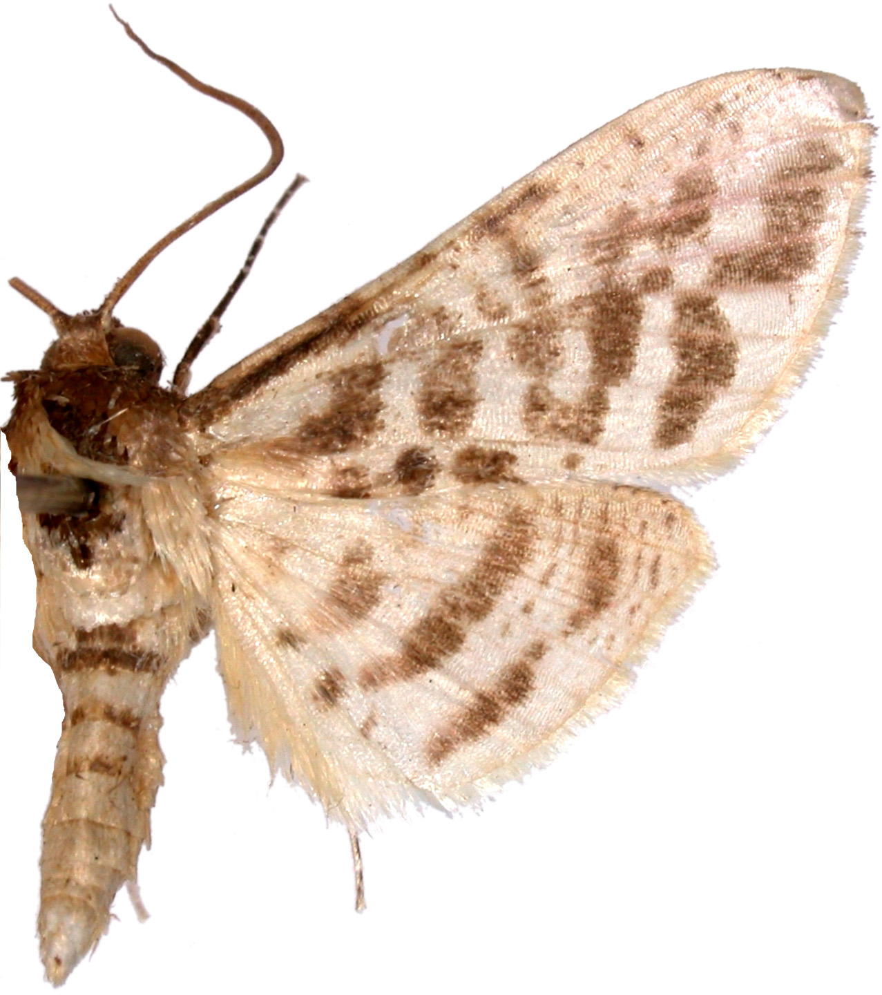 Rhodoneura sp. 2