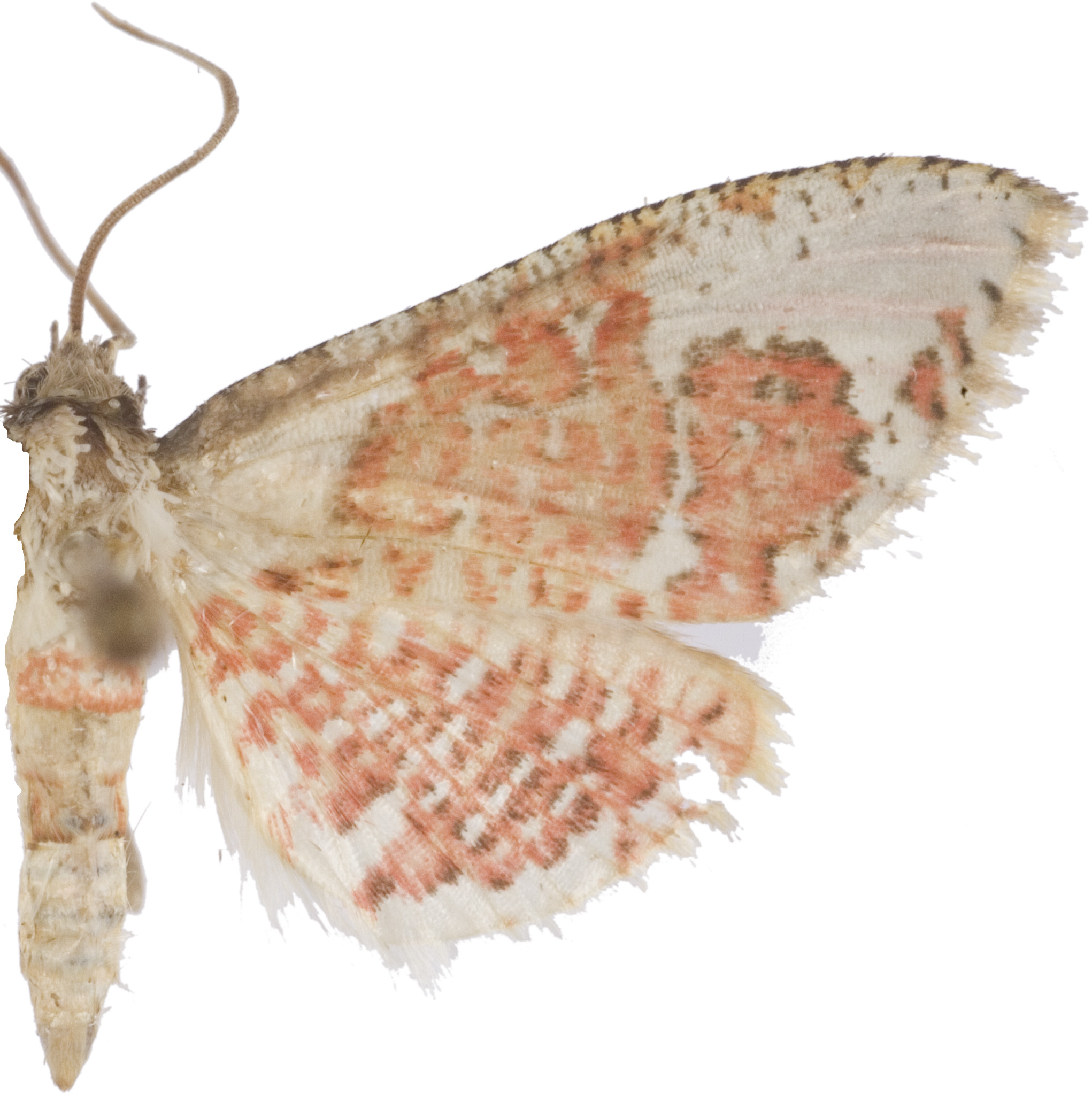 Rhodoneura sp. 3