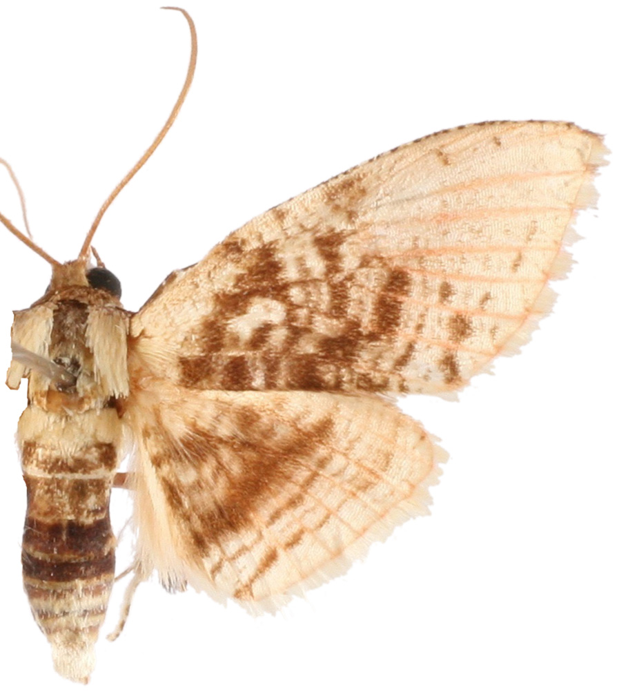 Rhodoneura sp. 4