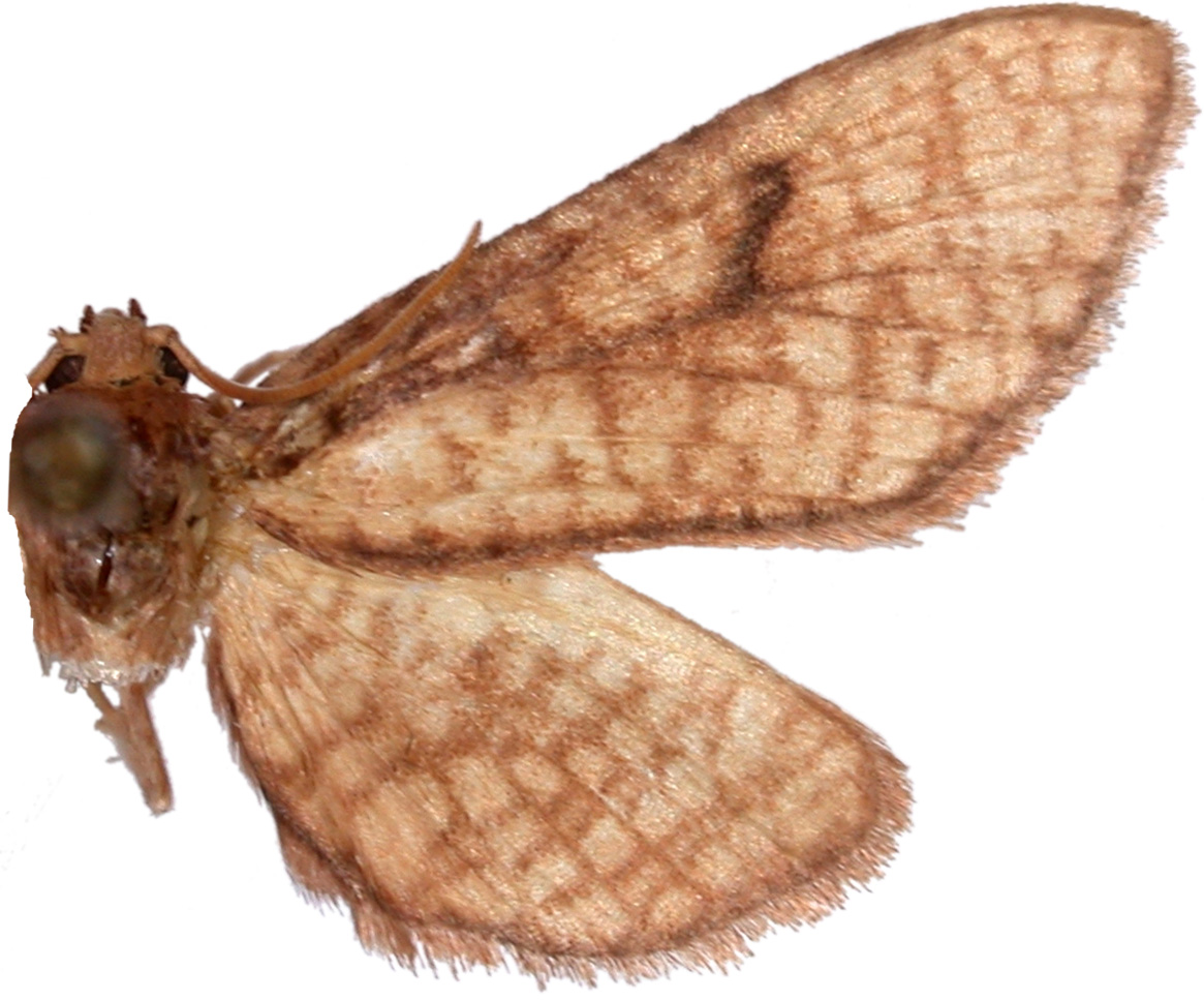 Rhodoneura sp. 5