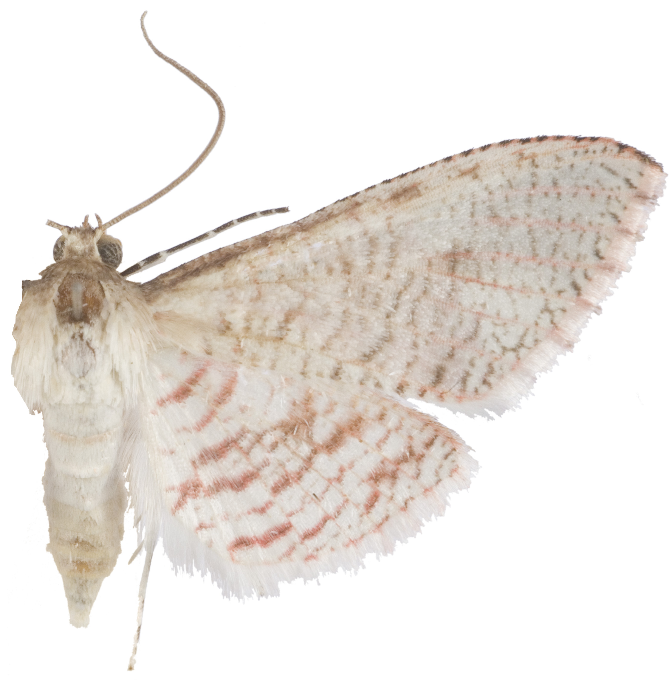 Rhodoneura sp. 7