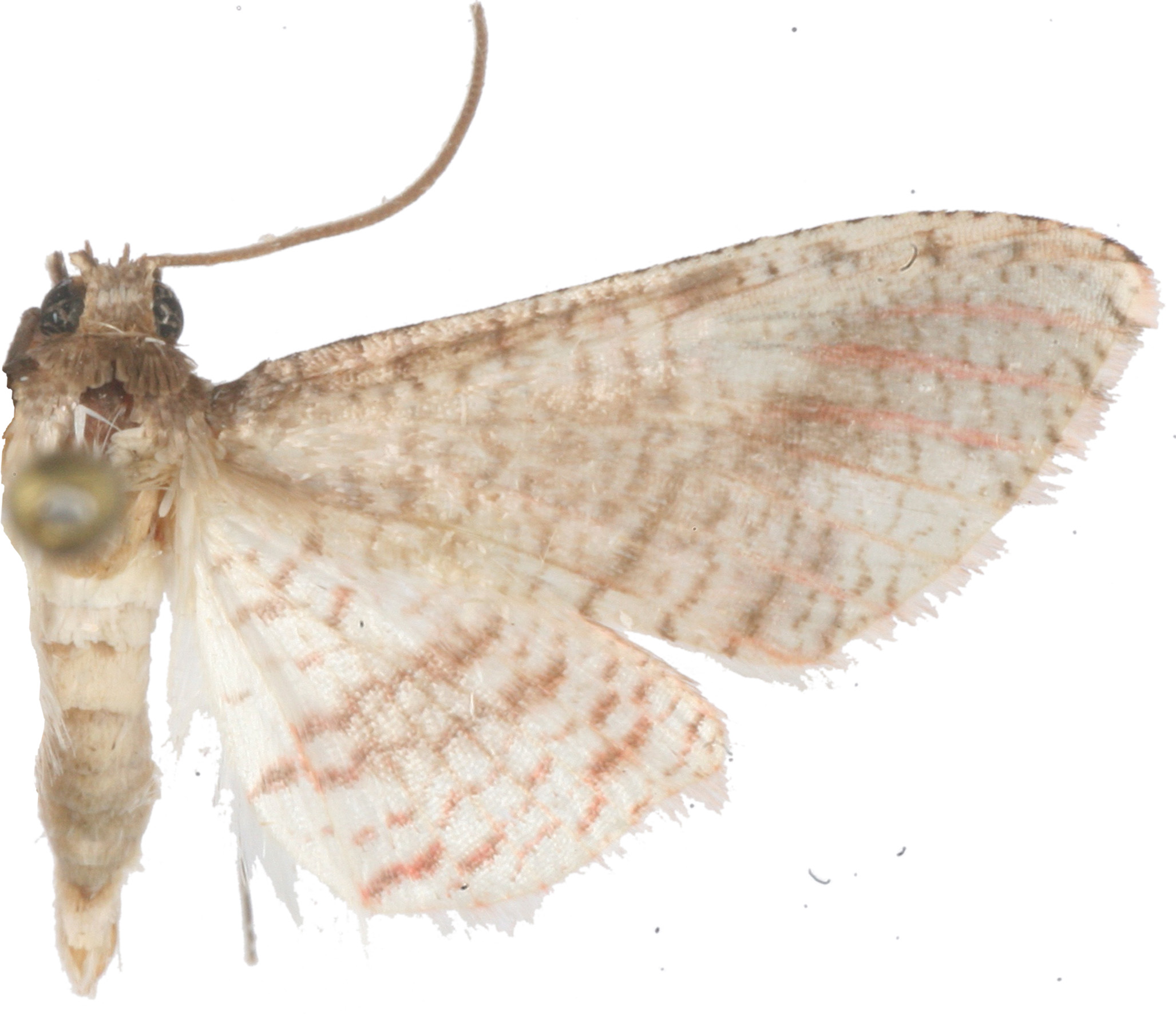 Rhodoneura sp. 8