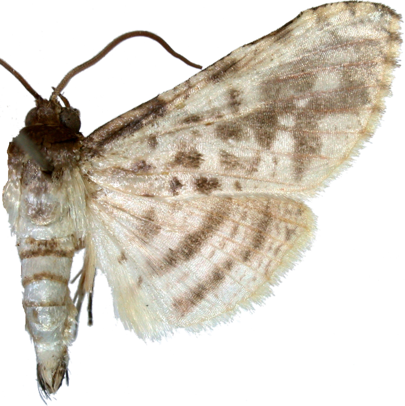 Rhodoneura sp. 9