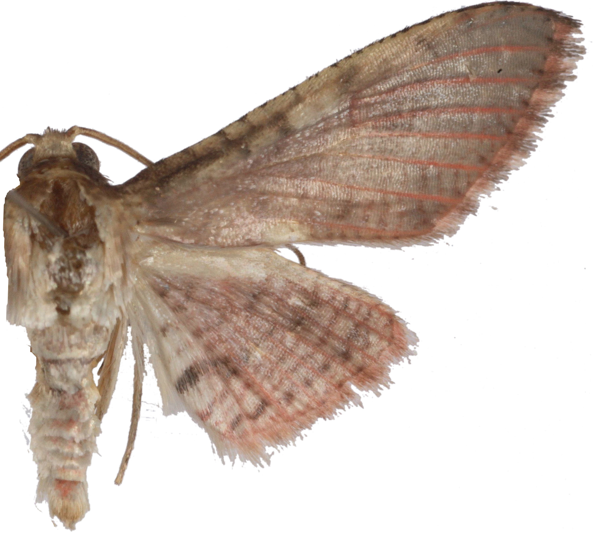 Rhodoneura sp. 6 specimen plate
