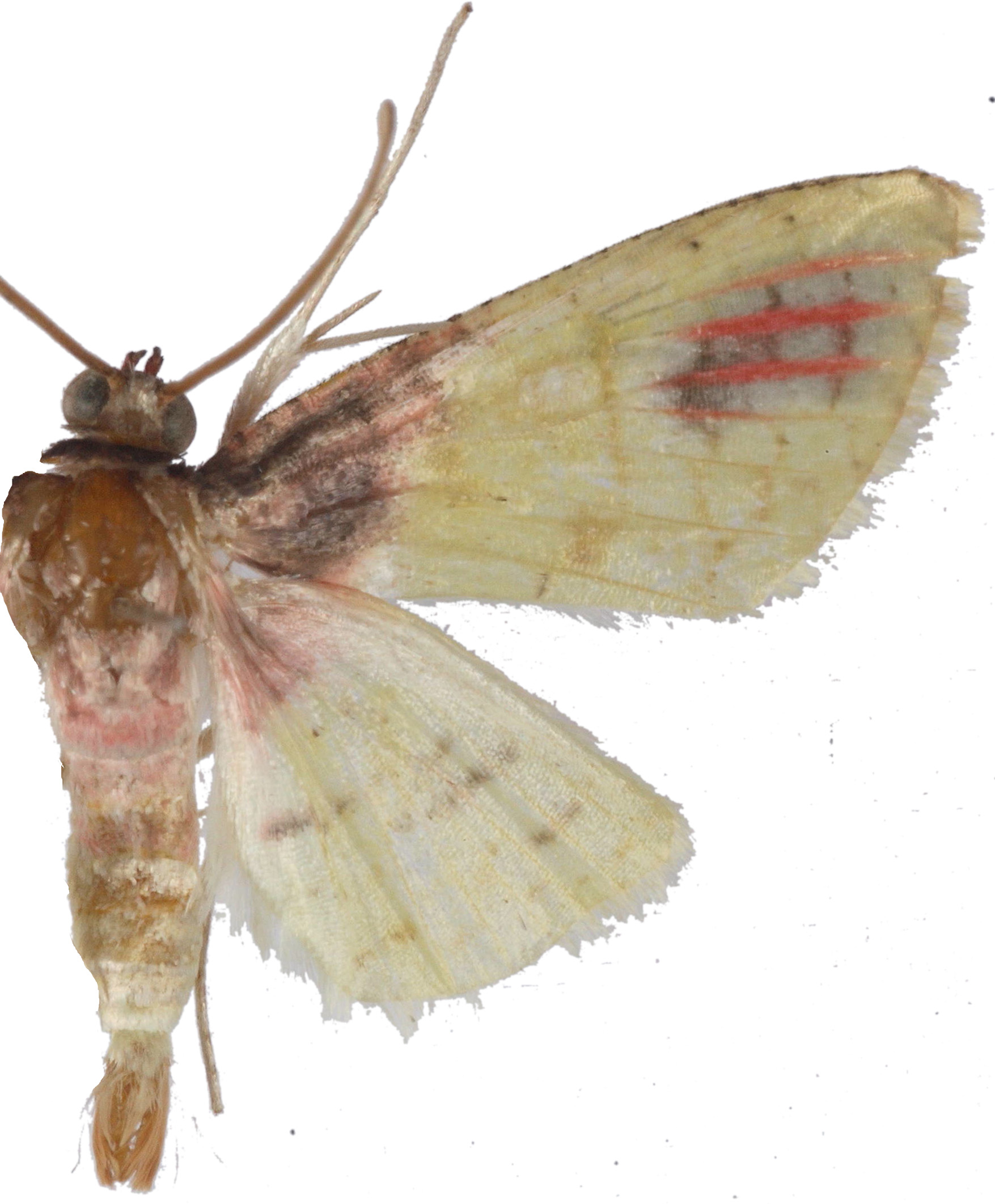 Rhodoneura sulphurea Warren